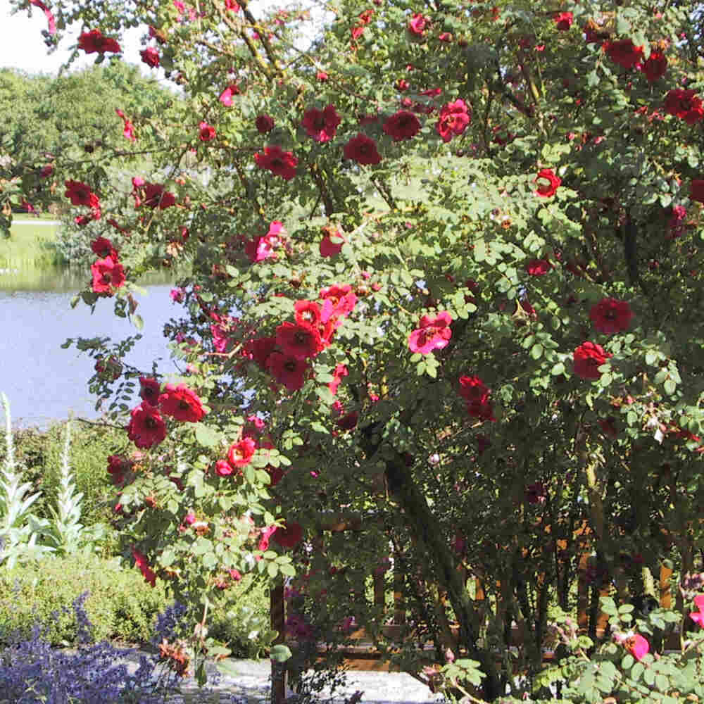 Rosa moyesii Geranium