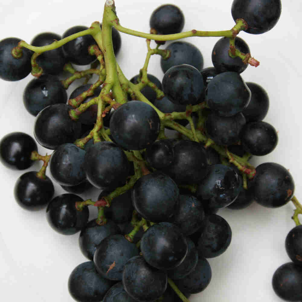 Muscat Bleu- Blue Grape C4