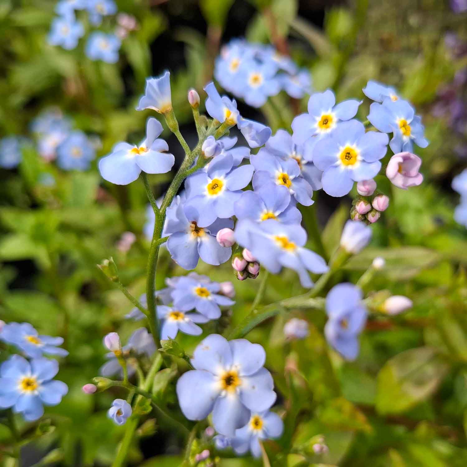 Myosotis palustris 'Nixenauge' 1L
