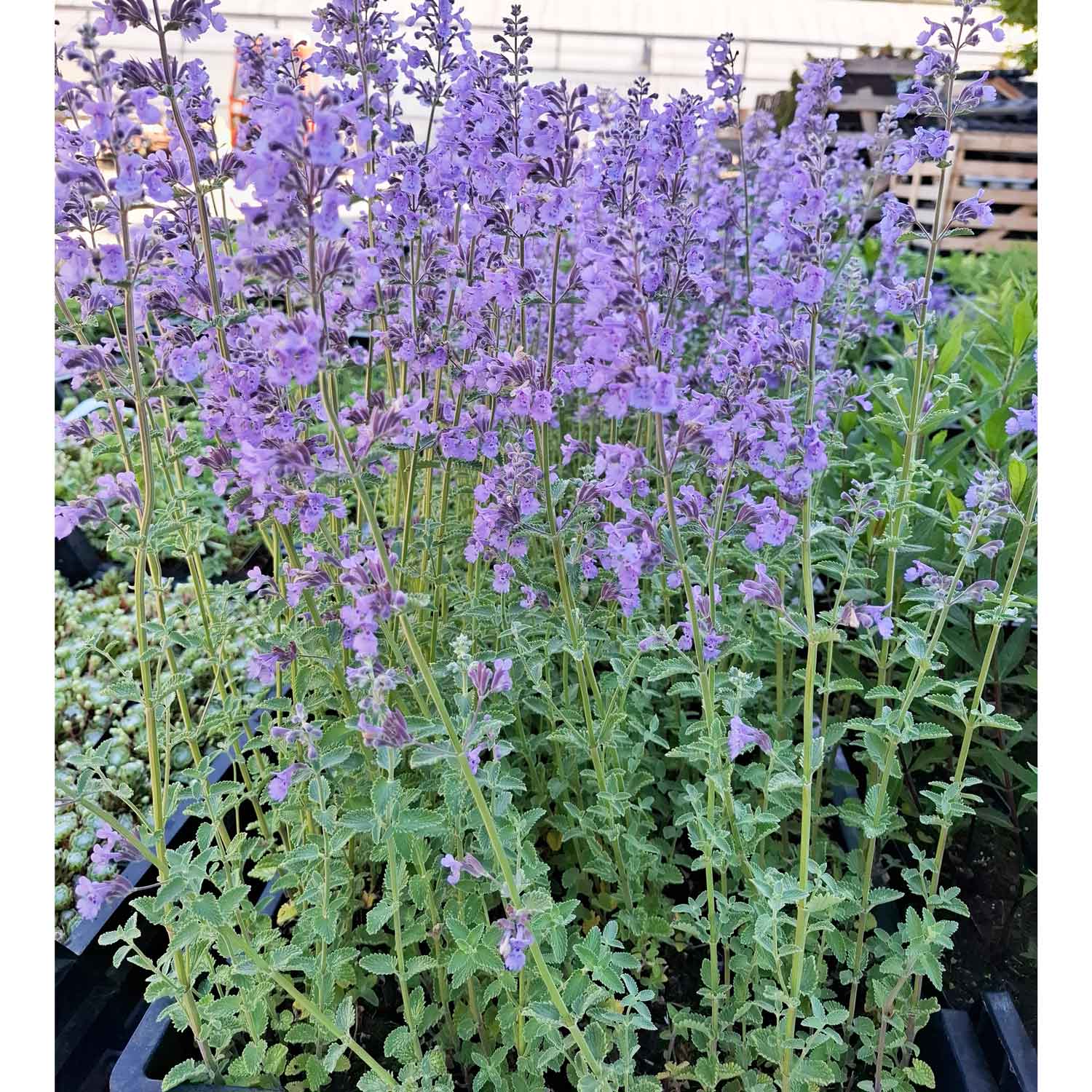 Nepeta 'Walker's Low' P9