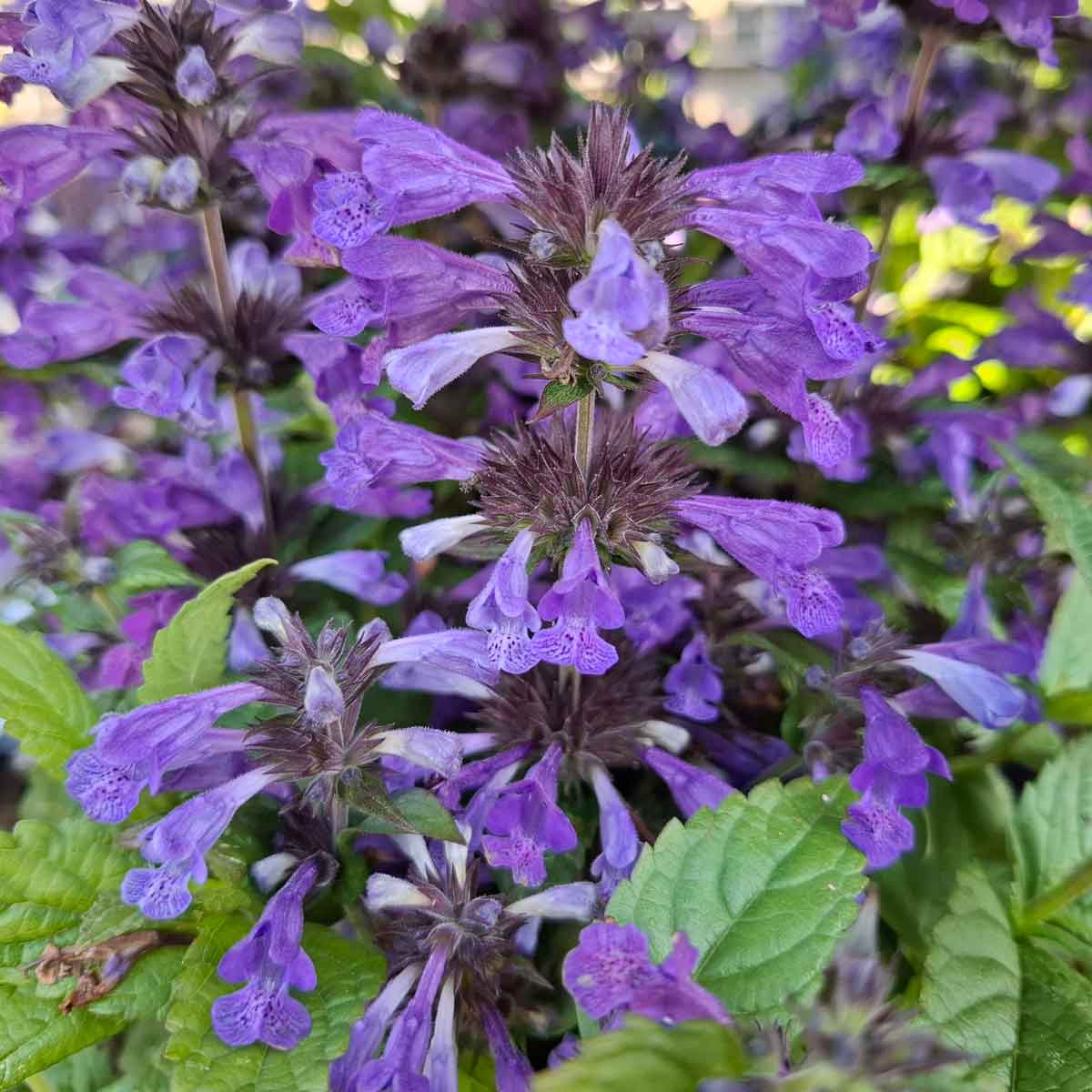 Nepeta kubanica 'Neptune' 3L