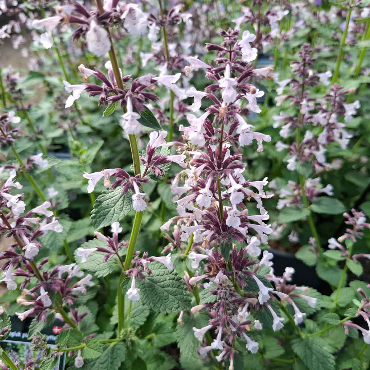 Nepeta Whispurr® 'Pink' C3