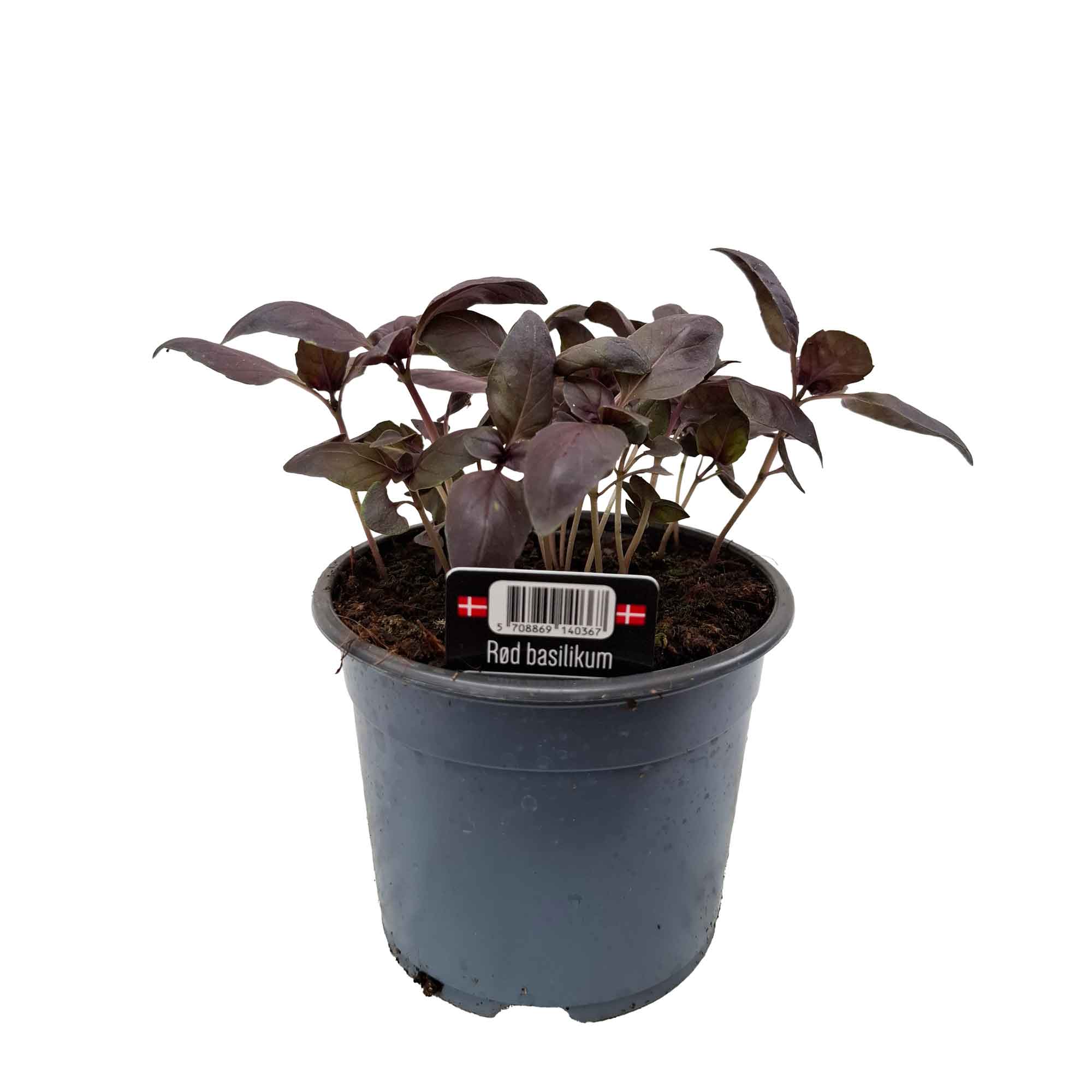 Röd basilika - Ocimum basilicum 10cm