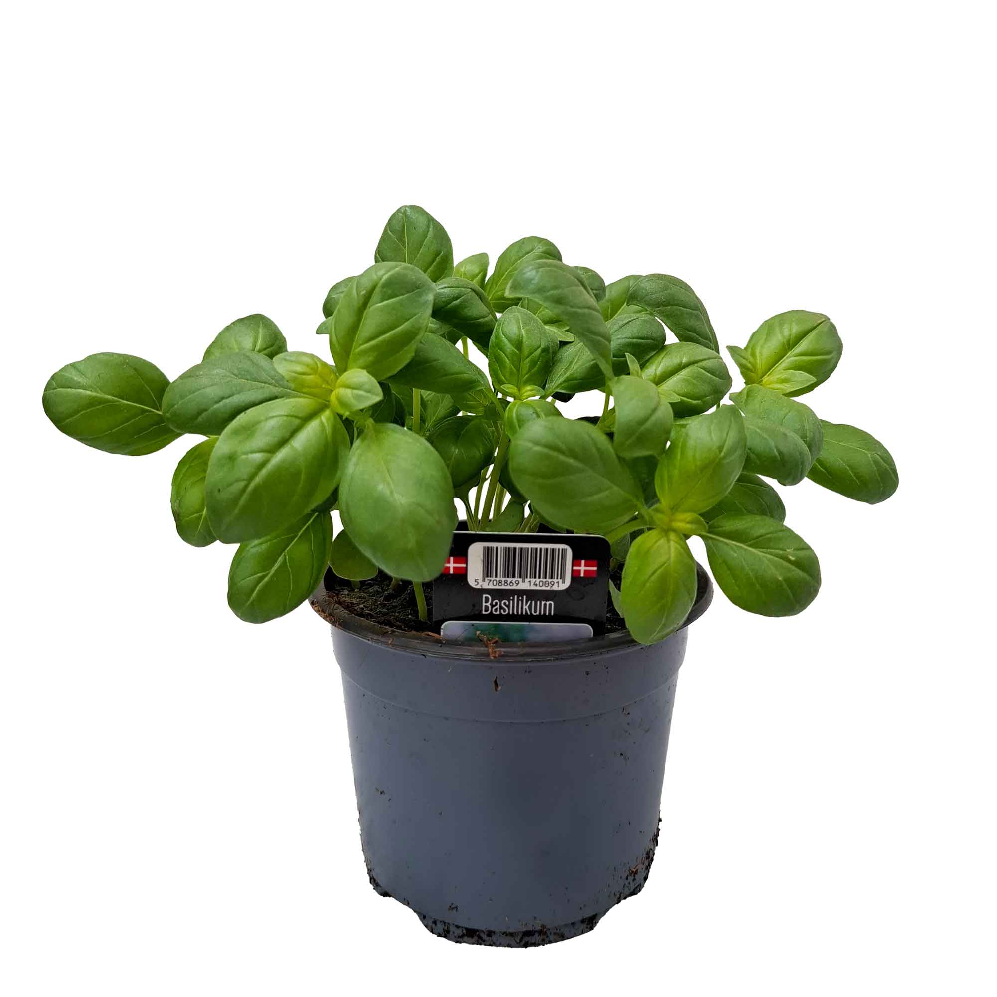 Allmän Basilika - Ocimum basilicum 'OPAL' 10cm