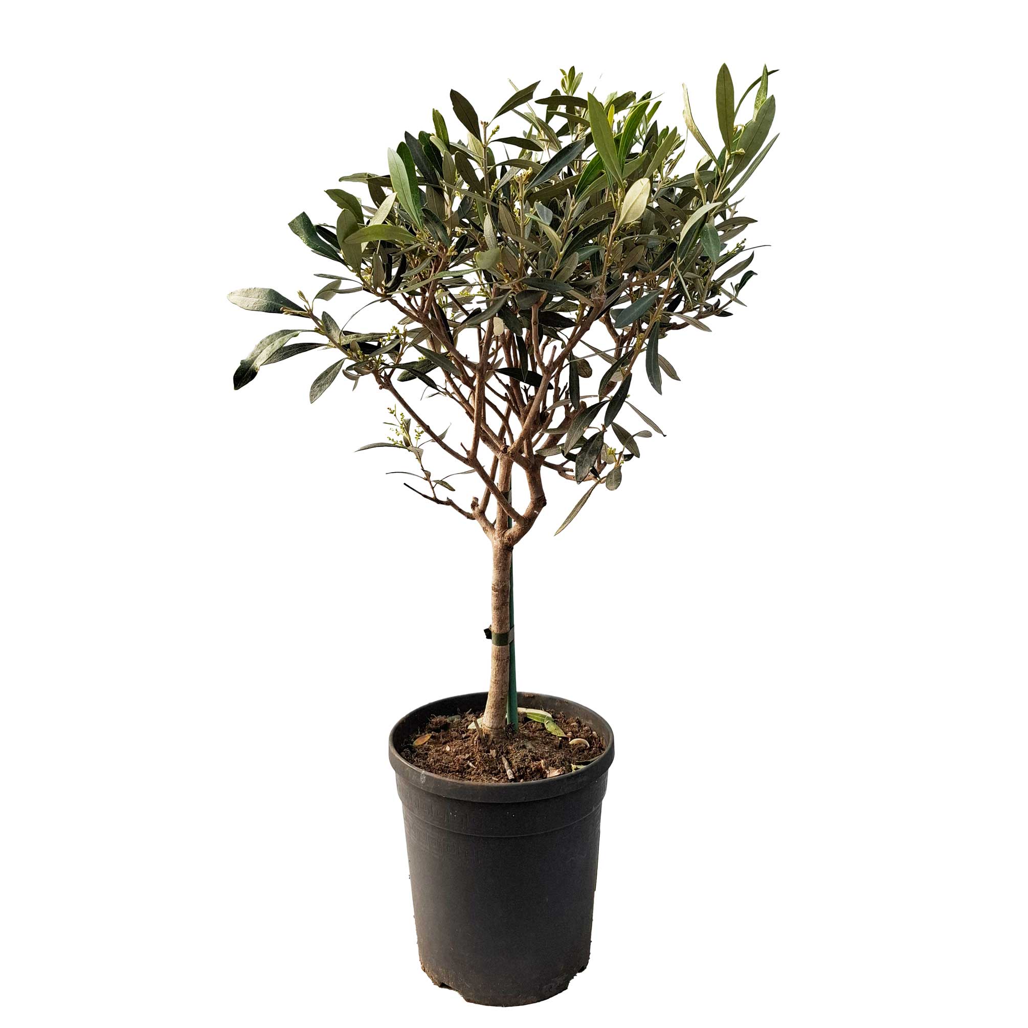 Olea stamme 16 cm