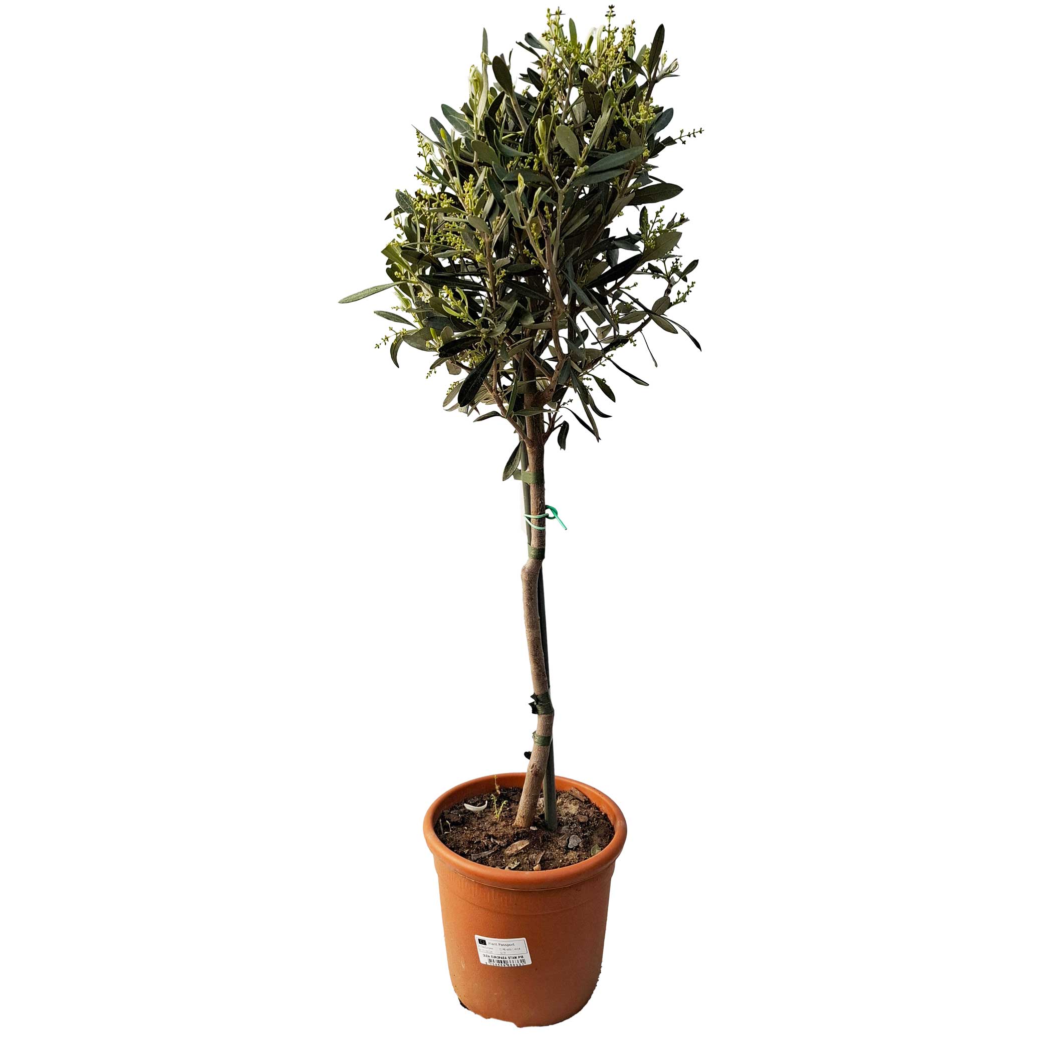 Olea stamme 18 cm