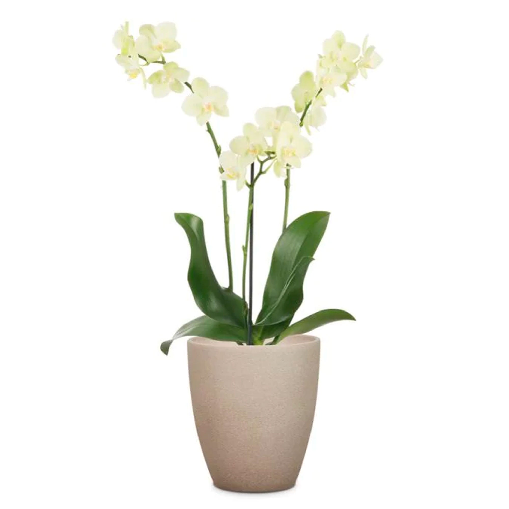 Orchid-Pot Taupe Stone 620/15