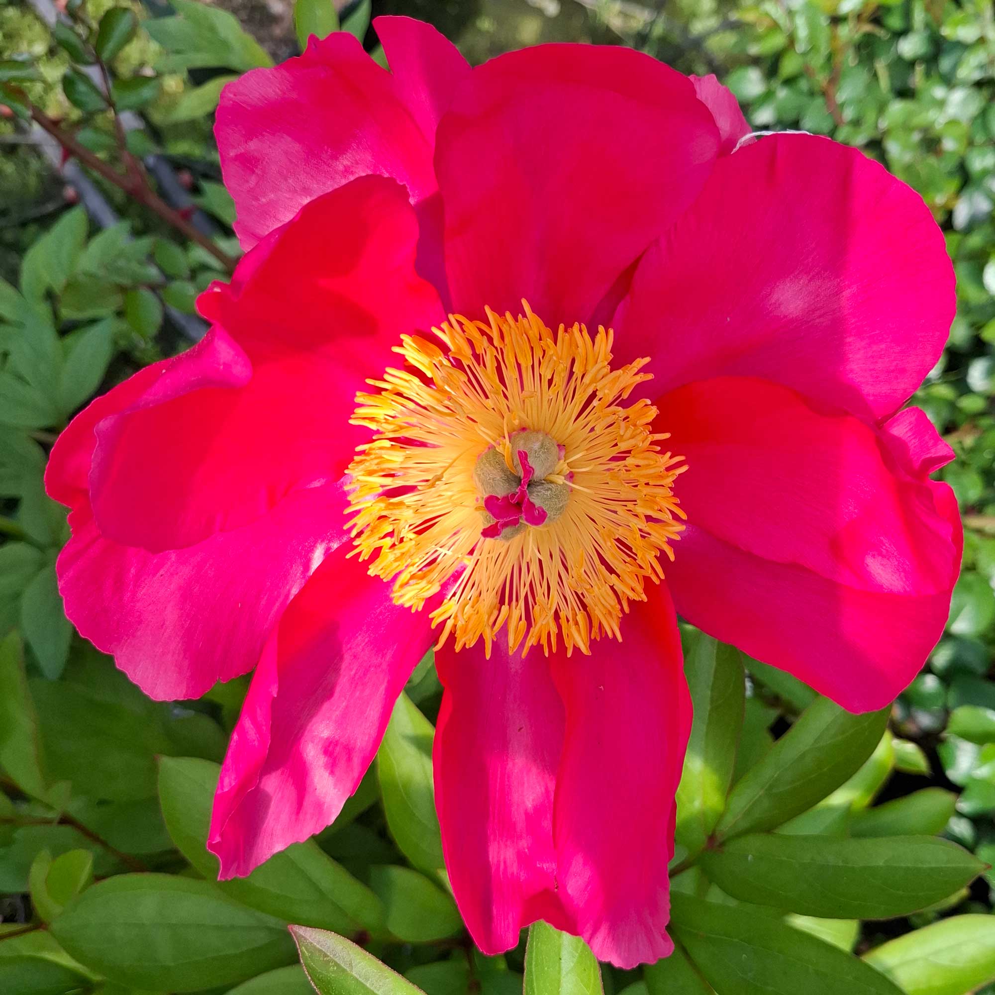 Silkepæon - Paeonia peragrina 'Flame'