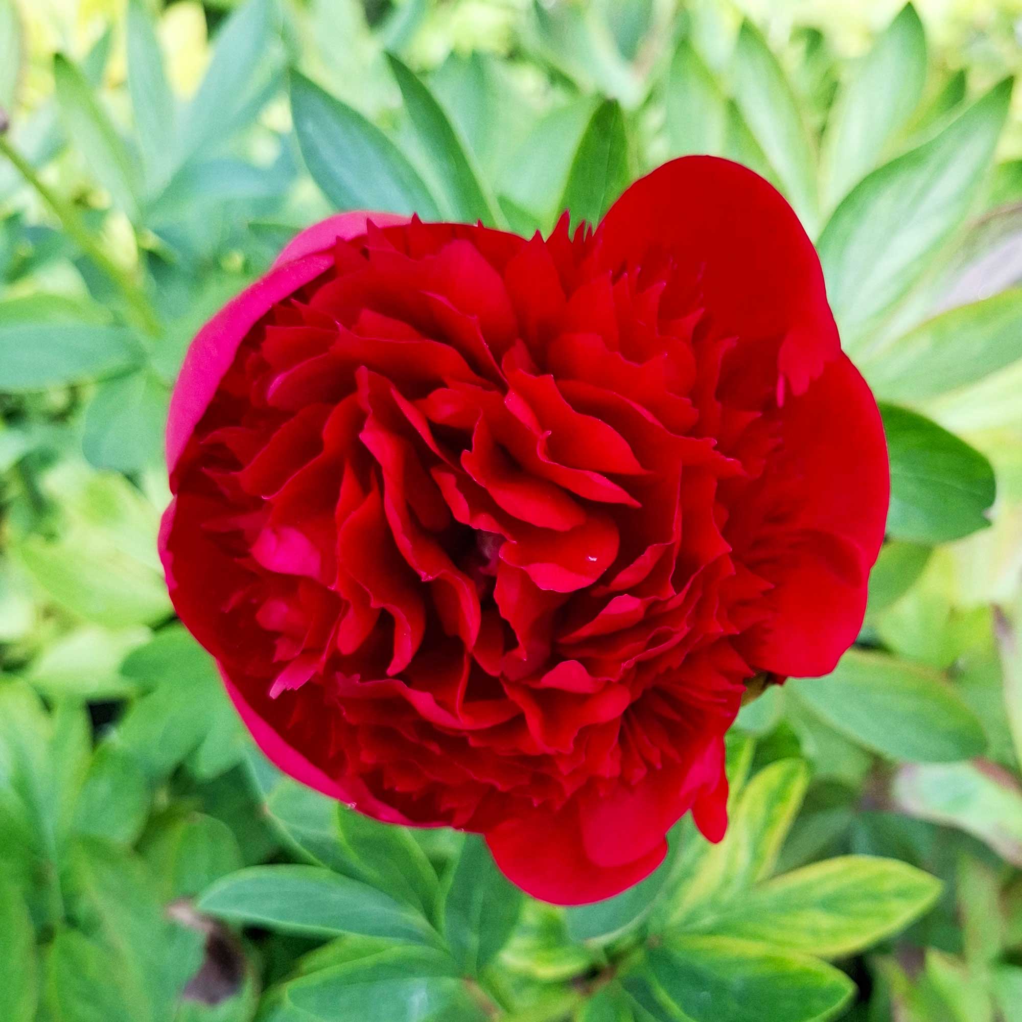 Paeonia lactiflora 'Diana Parks'