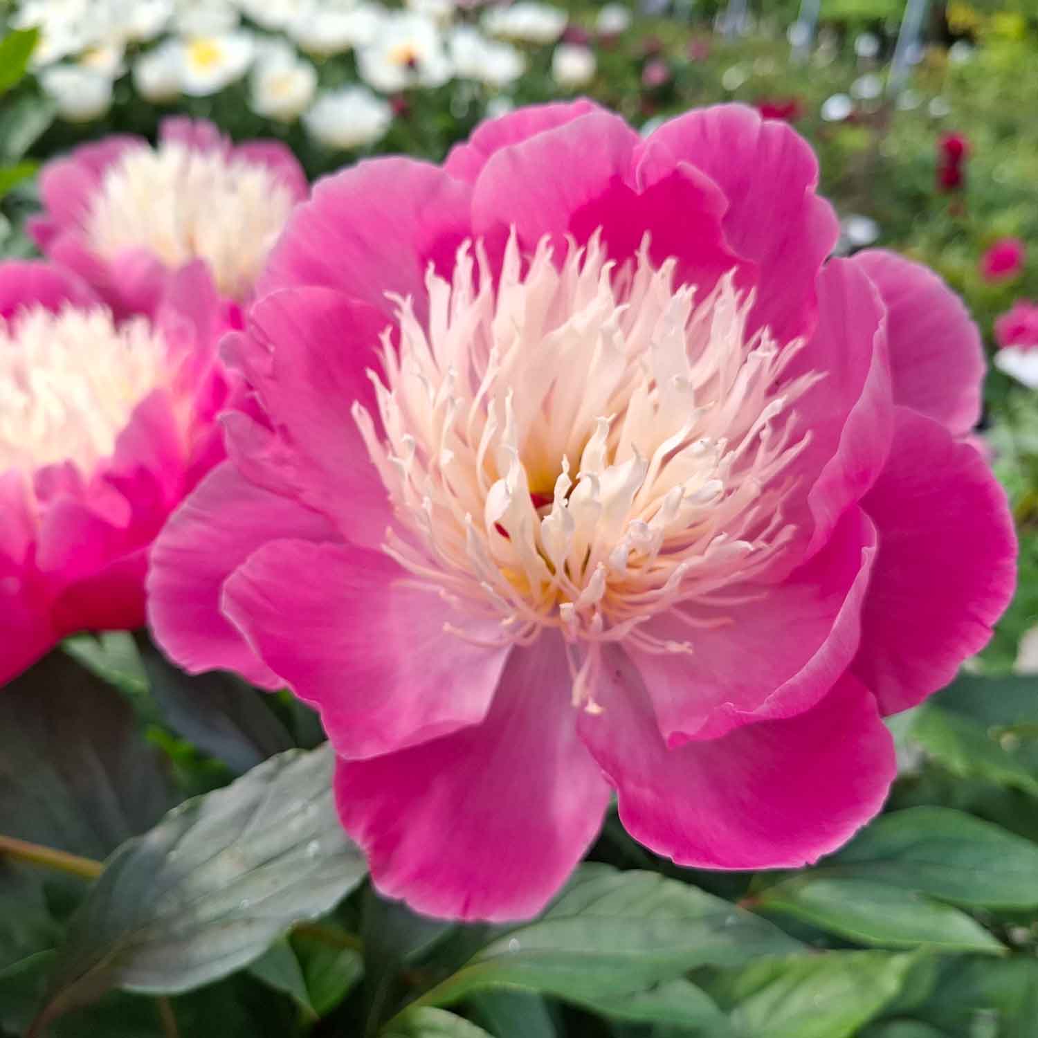 Sidenpion - Paeonia lactiflora 'Bowl of Beauty'