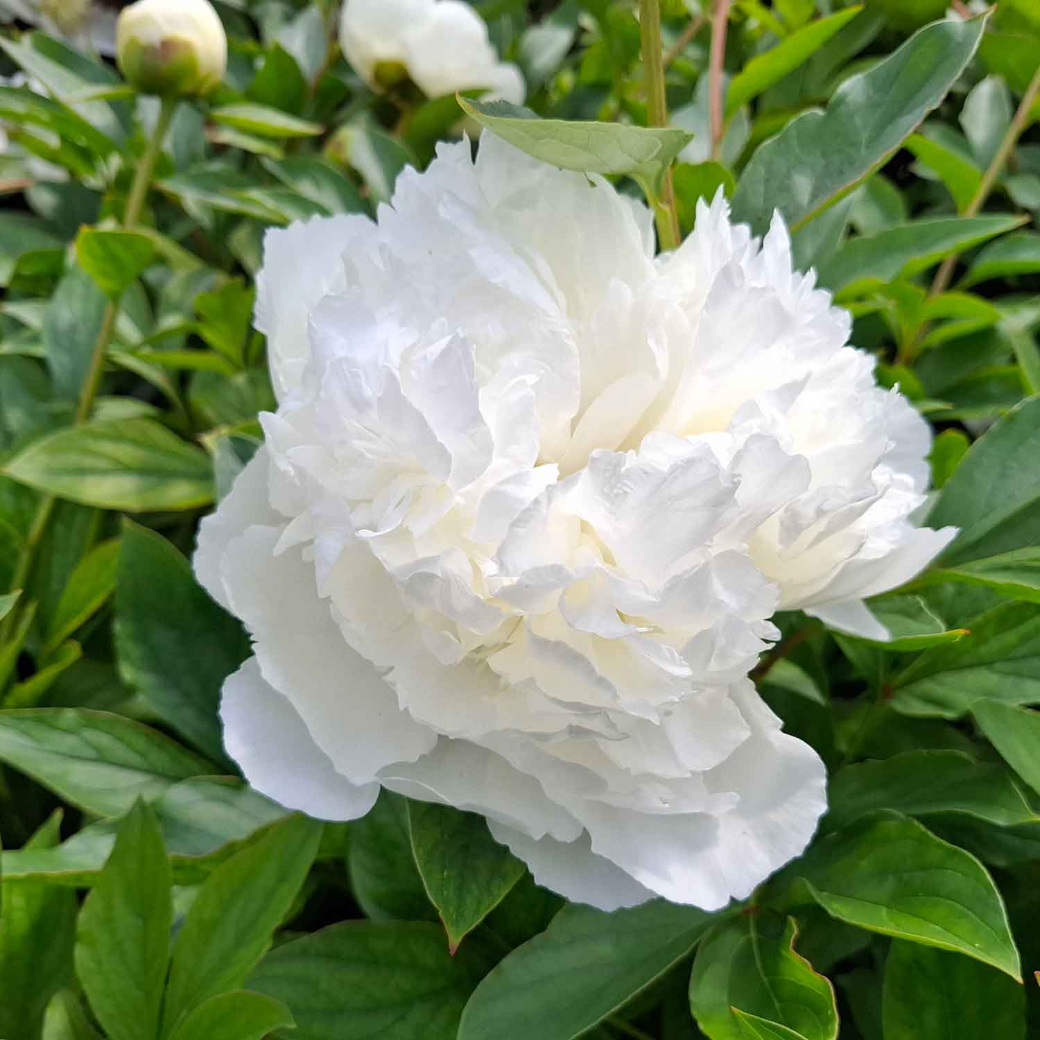 Sidenpion - Paeonia lactiflora 'brudklänning'