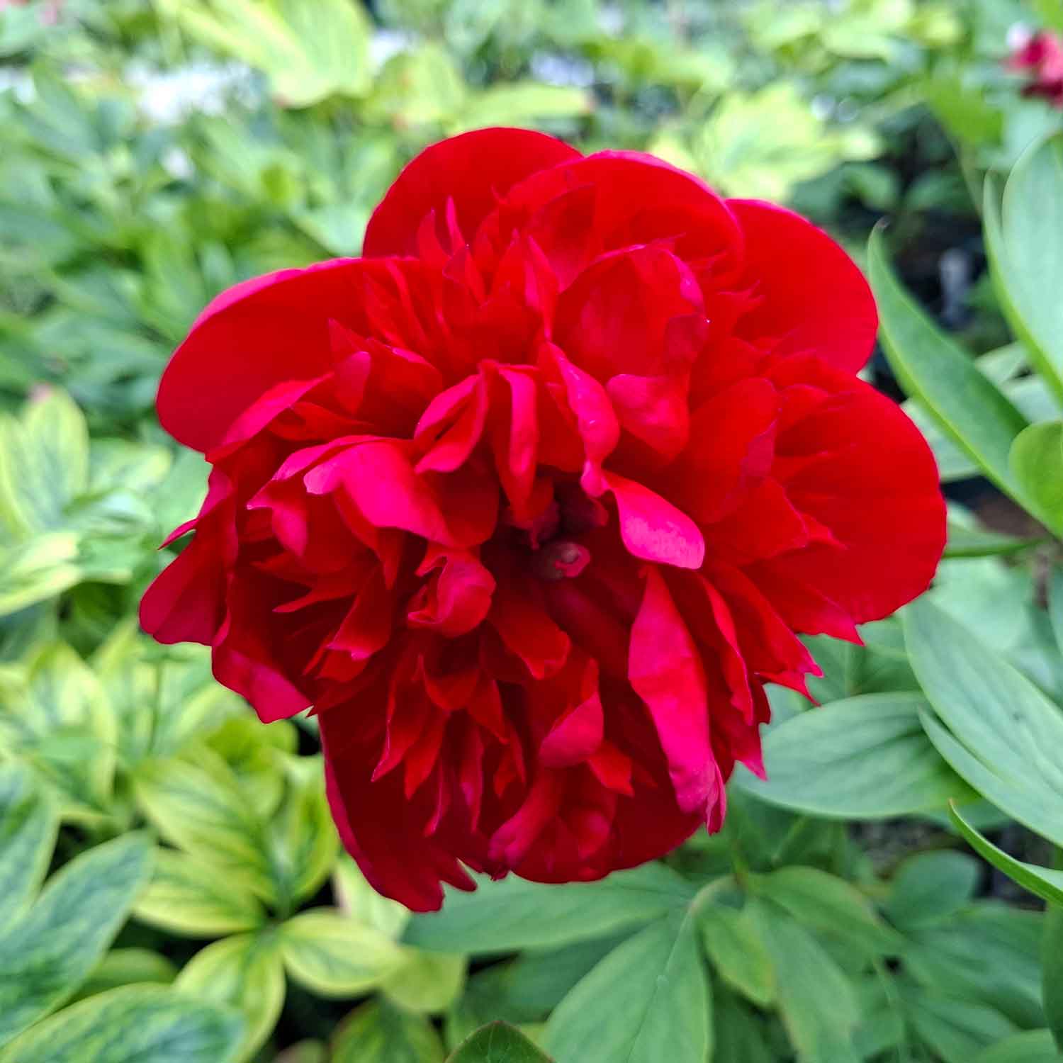 Paeonia lactiflora 'Diana Parks'