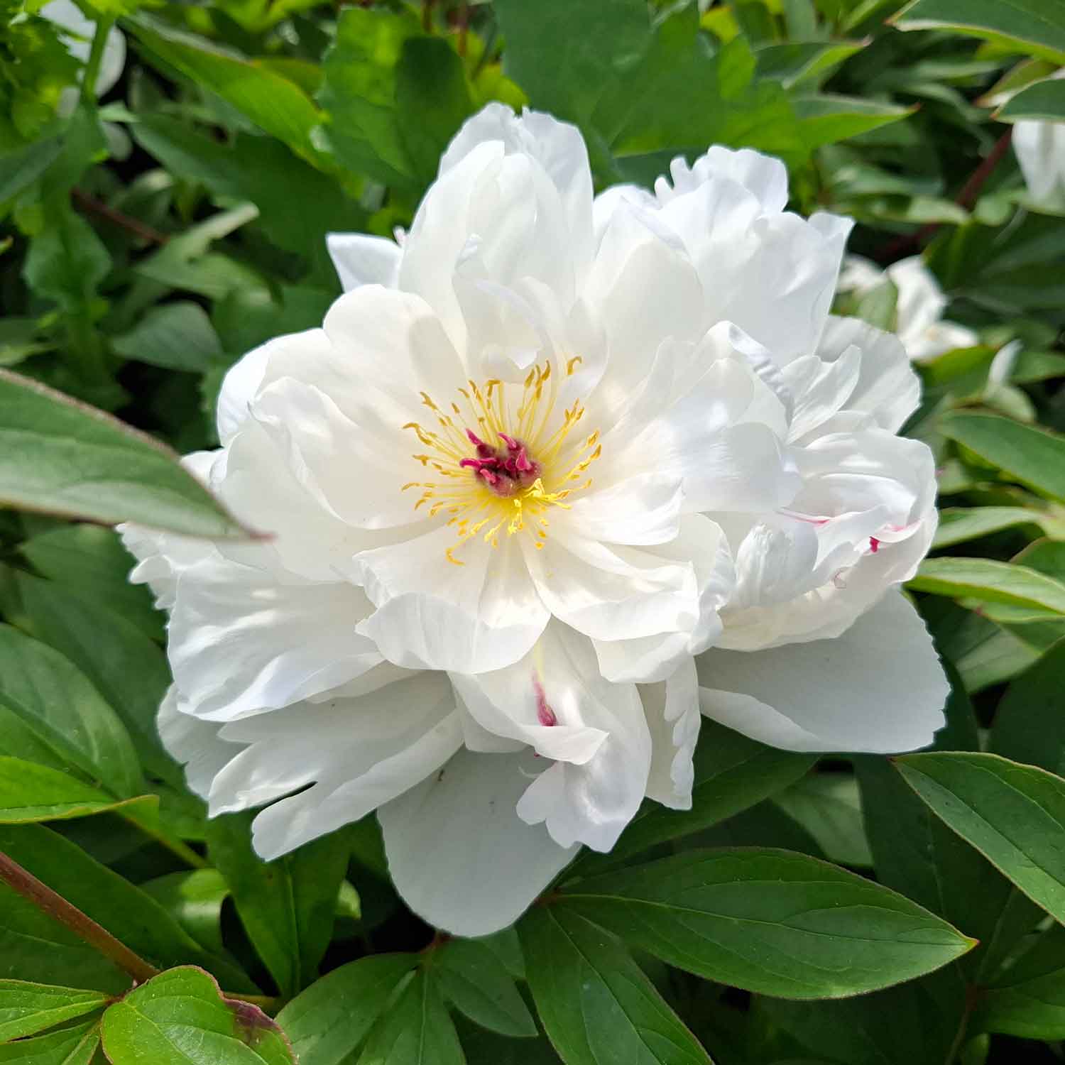 Silkepæon - Paeonia lactiflora 'Duchesse De Nemours'