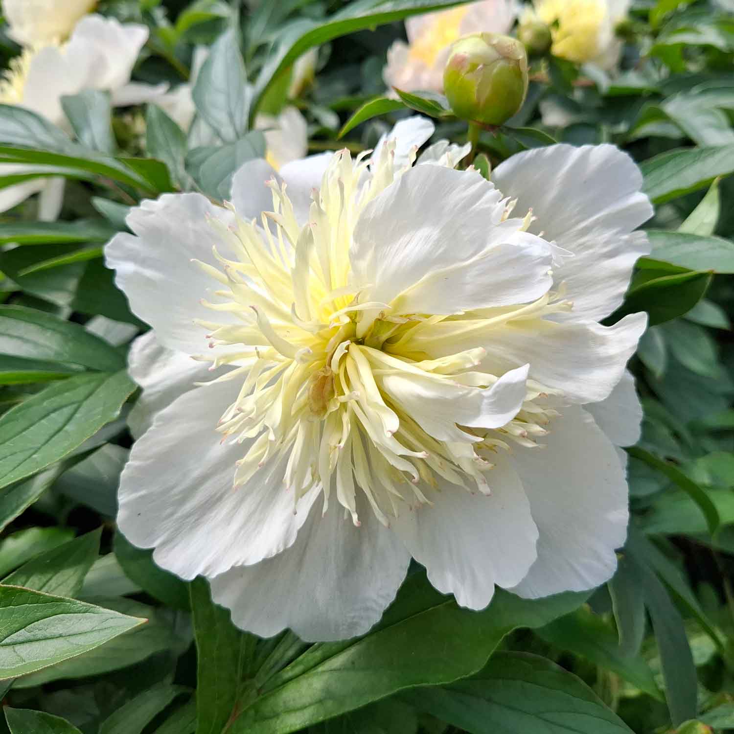 Silkepæon - Paeonia lactiflora 'Honey gold'