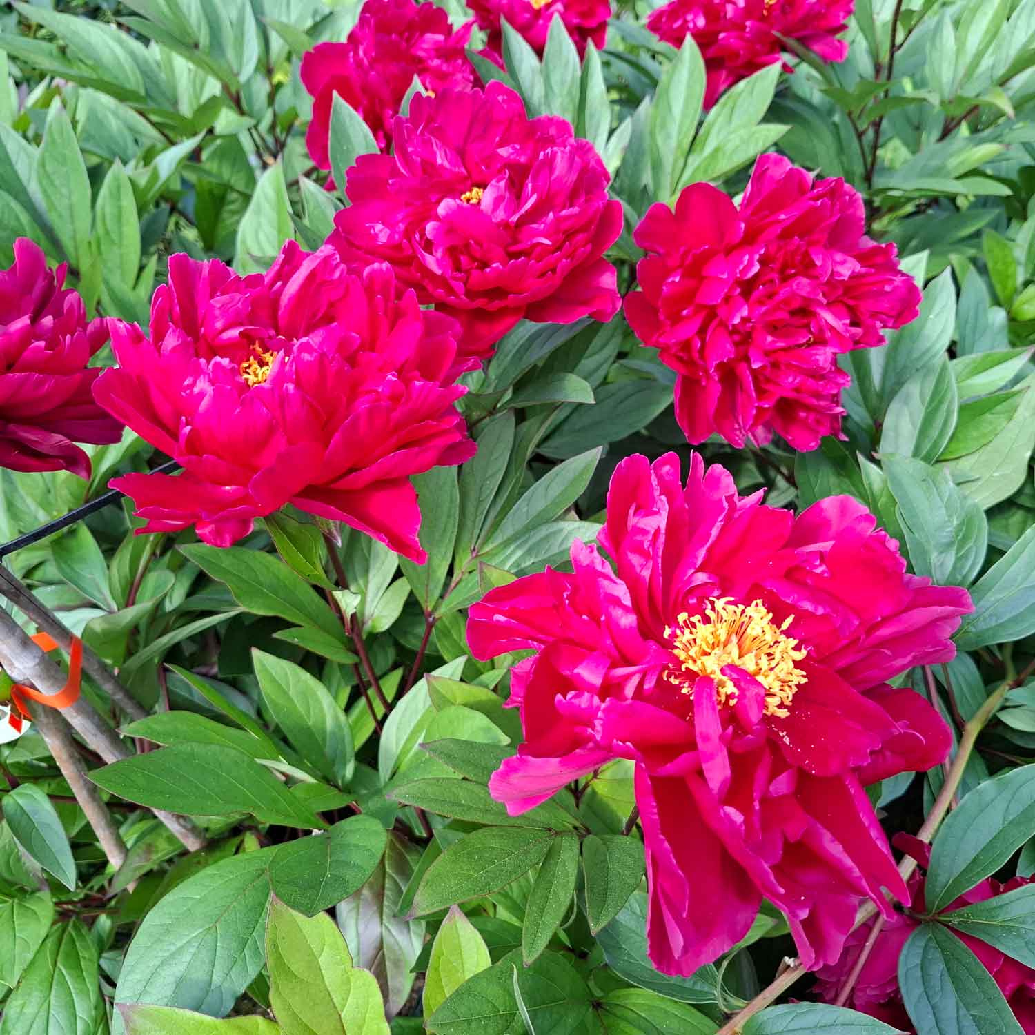 Silk peony - Paeonia lactiflora 'Karl Rosenfield'