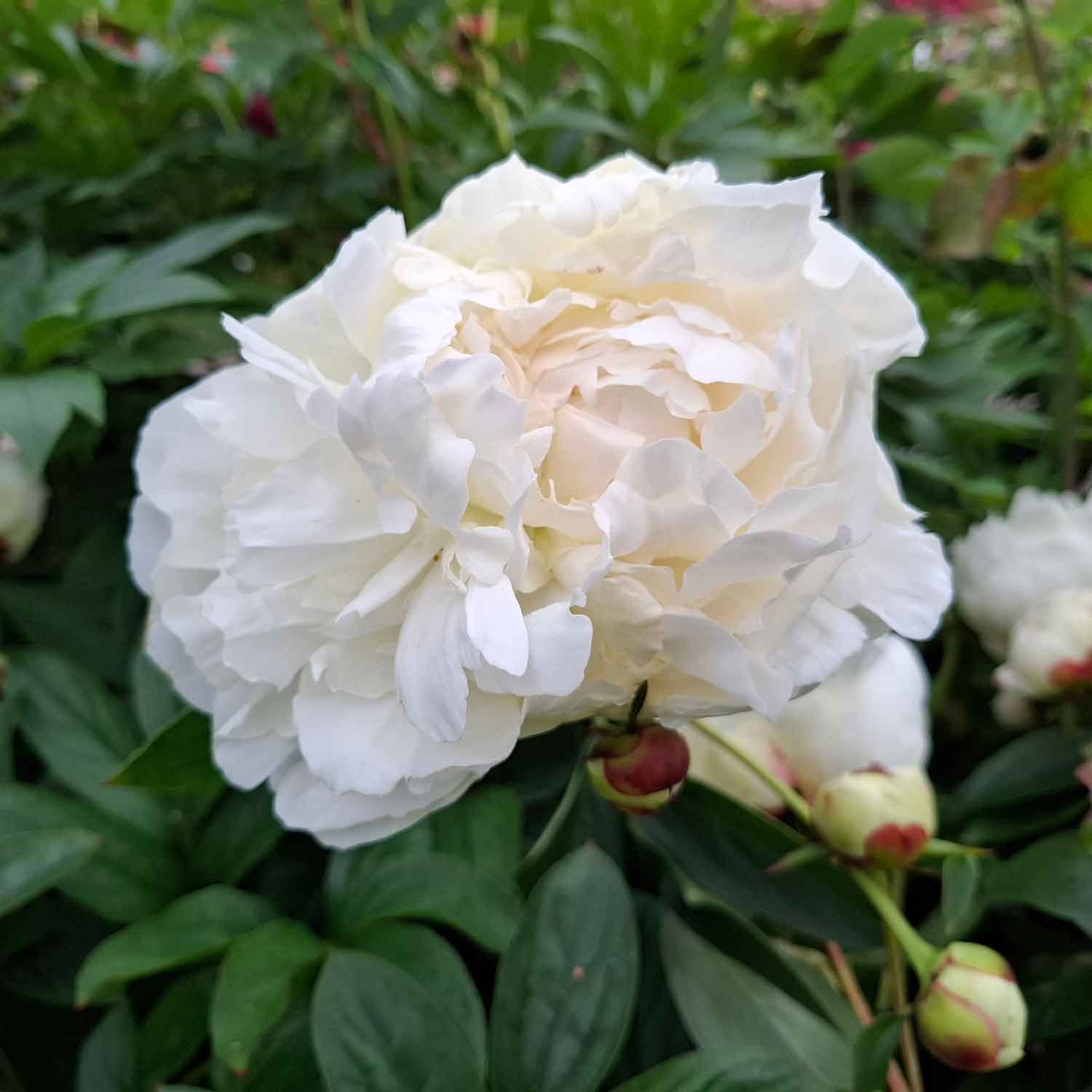 Silkepæon - Paeonia lactiflora 'Elsa Sass'