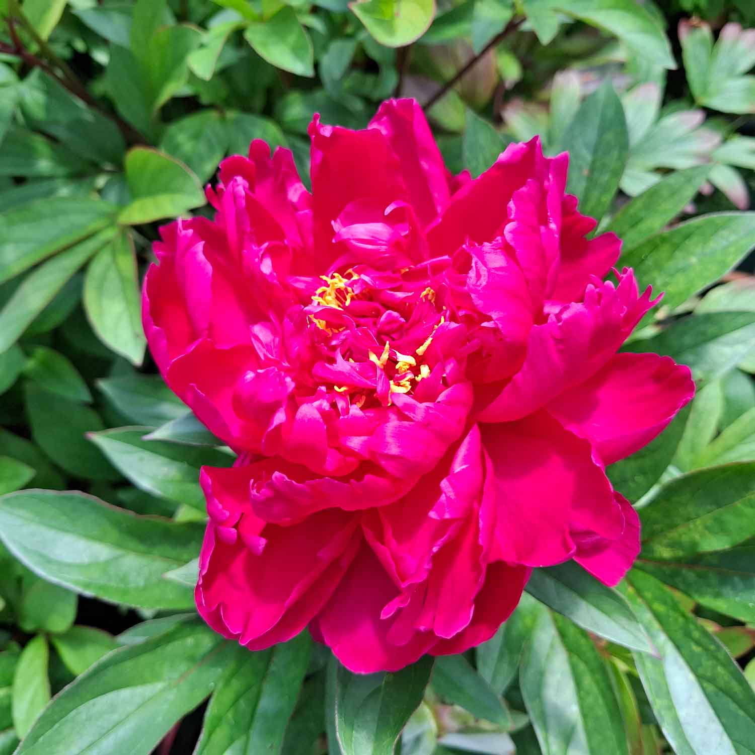 Paeonia lactiflora 'Louis van Houtte'