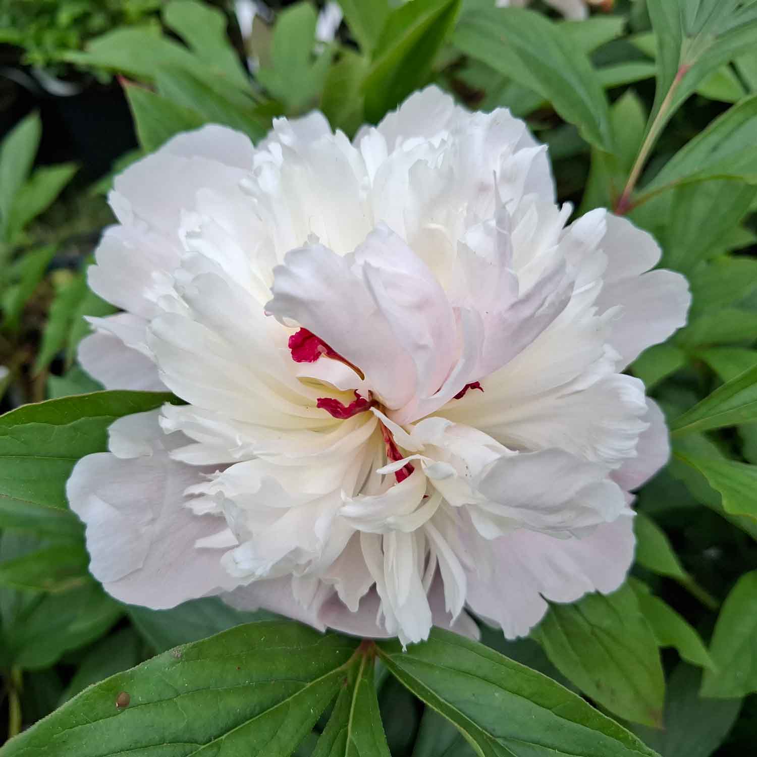 Silkepæon - Paeonia lactiflora 'Madame Calot'