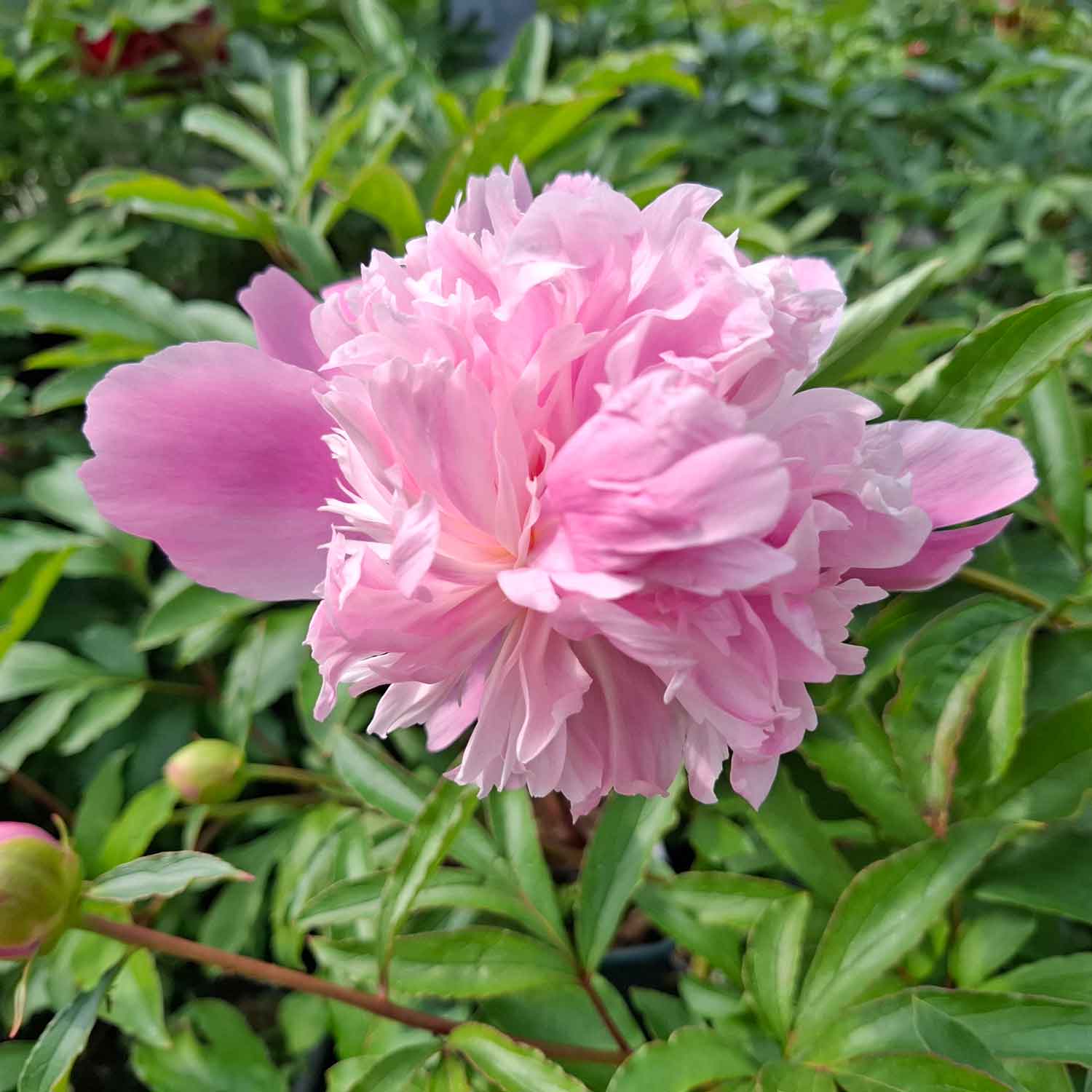 Silk peony - Paeonia lactiflora 'Monsieur Jules Elie'