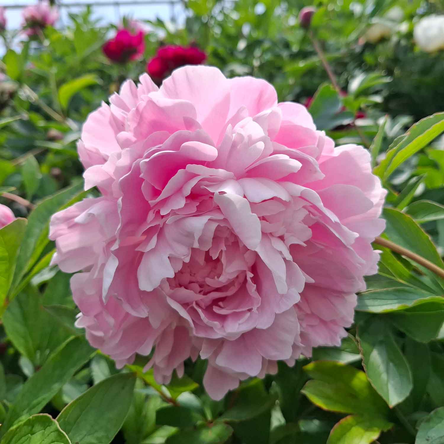 Silkepæon - Paeonia lactiflora 'Moon River'
