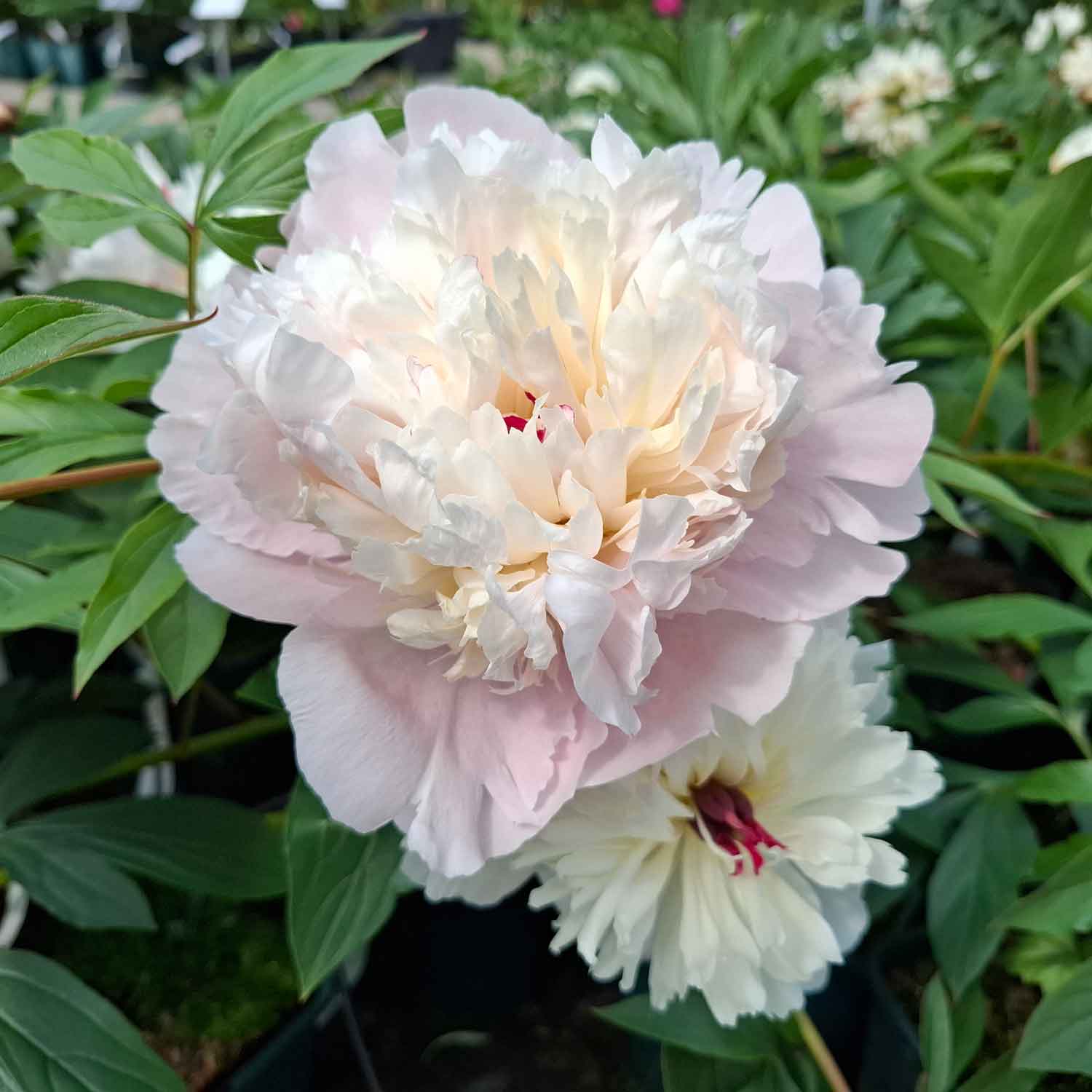 Silkepæon - Paeonia lactiflora 'Shirley Temple'
