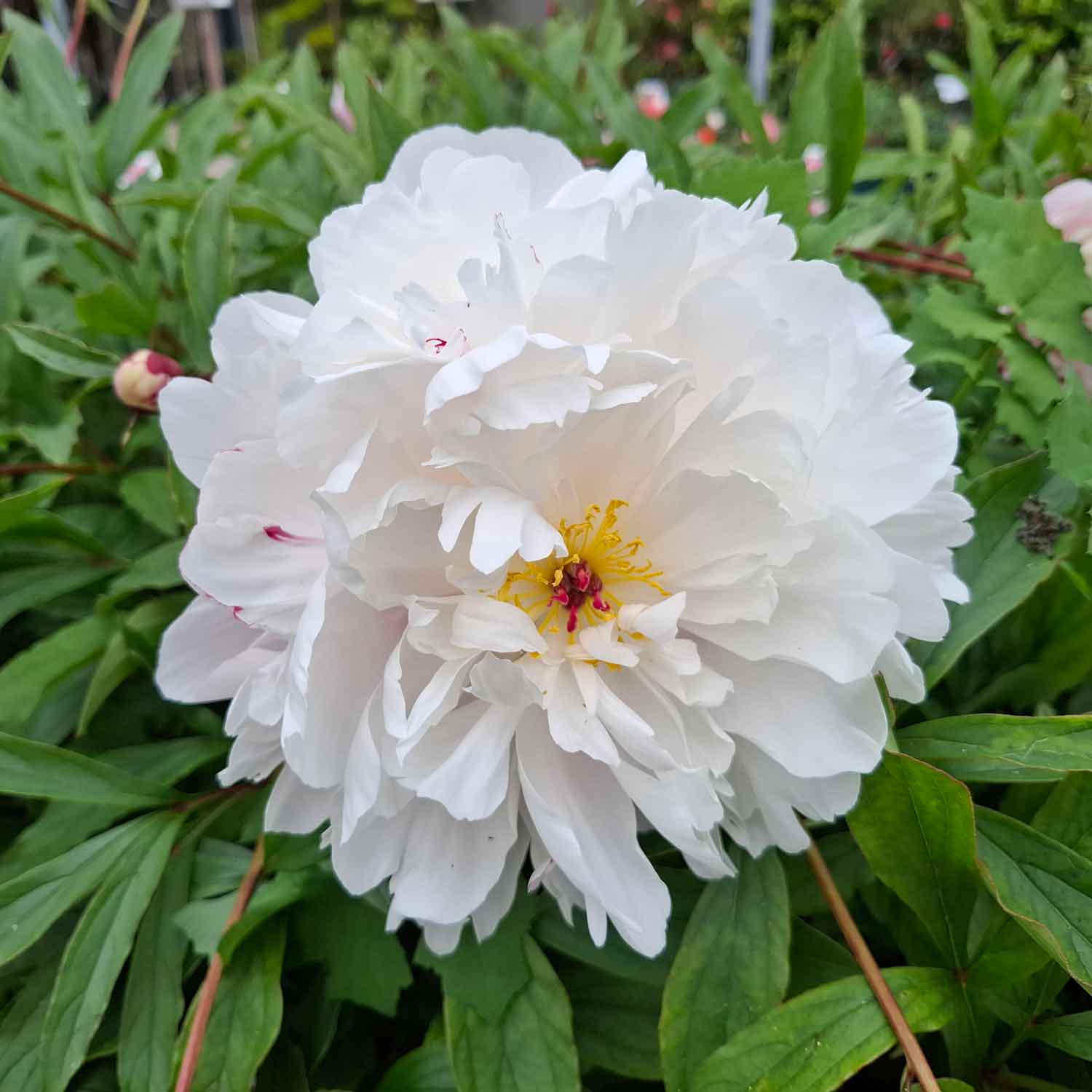 Paeonia lactiflora 'Vogue'