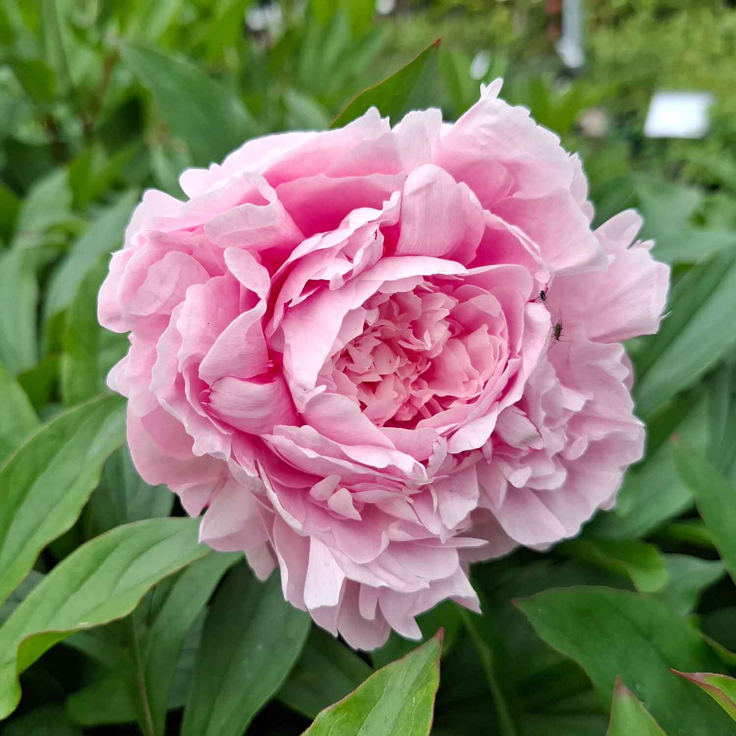 Paeonia lactiflora 'Alice Harding'