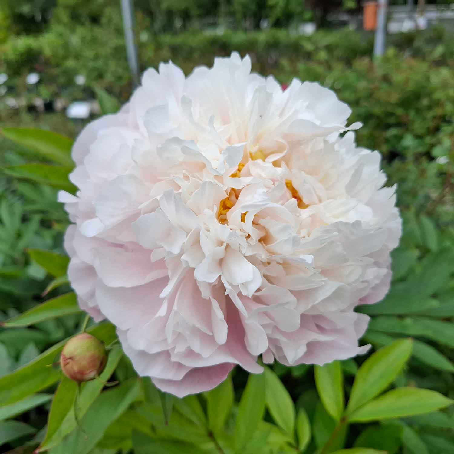 Silk peony - Paeonia lactiflora 'Catharina Fontijn'