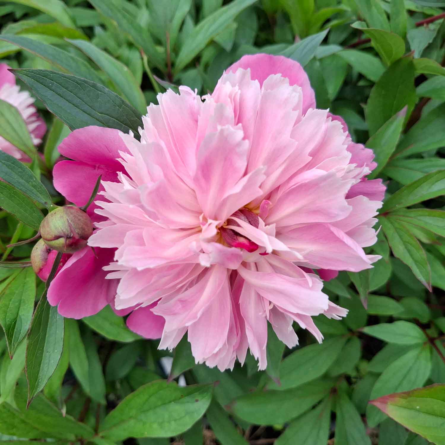 Silk Peony - Paeonia lactiflora 'Gay Paree'