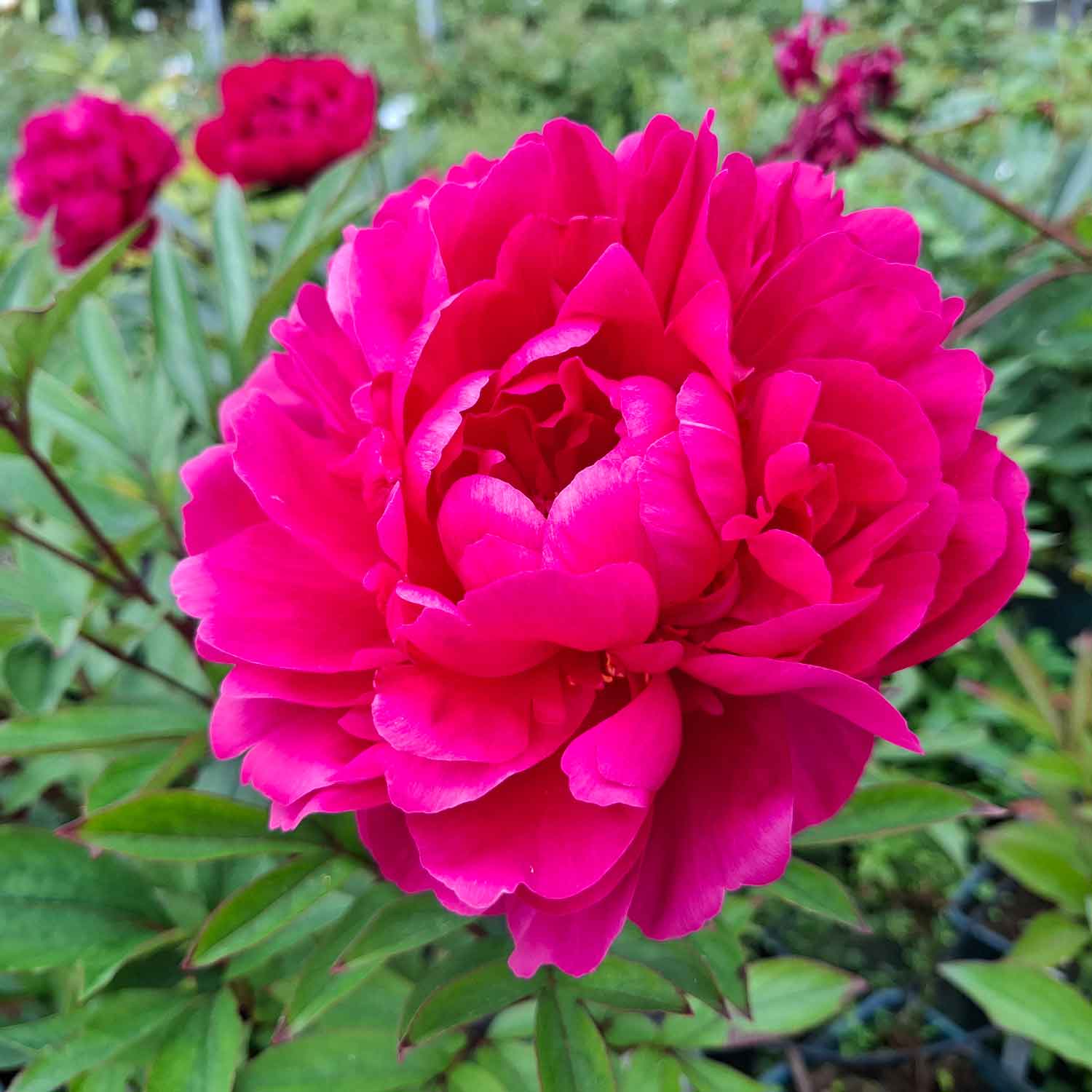 Silk Peony - Paeonia lactiflora 'Kansas'