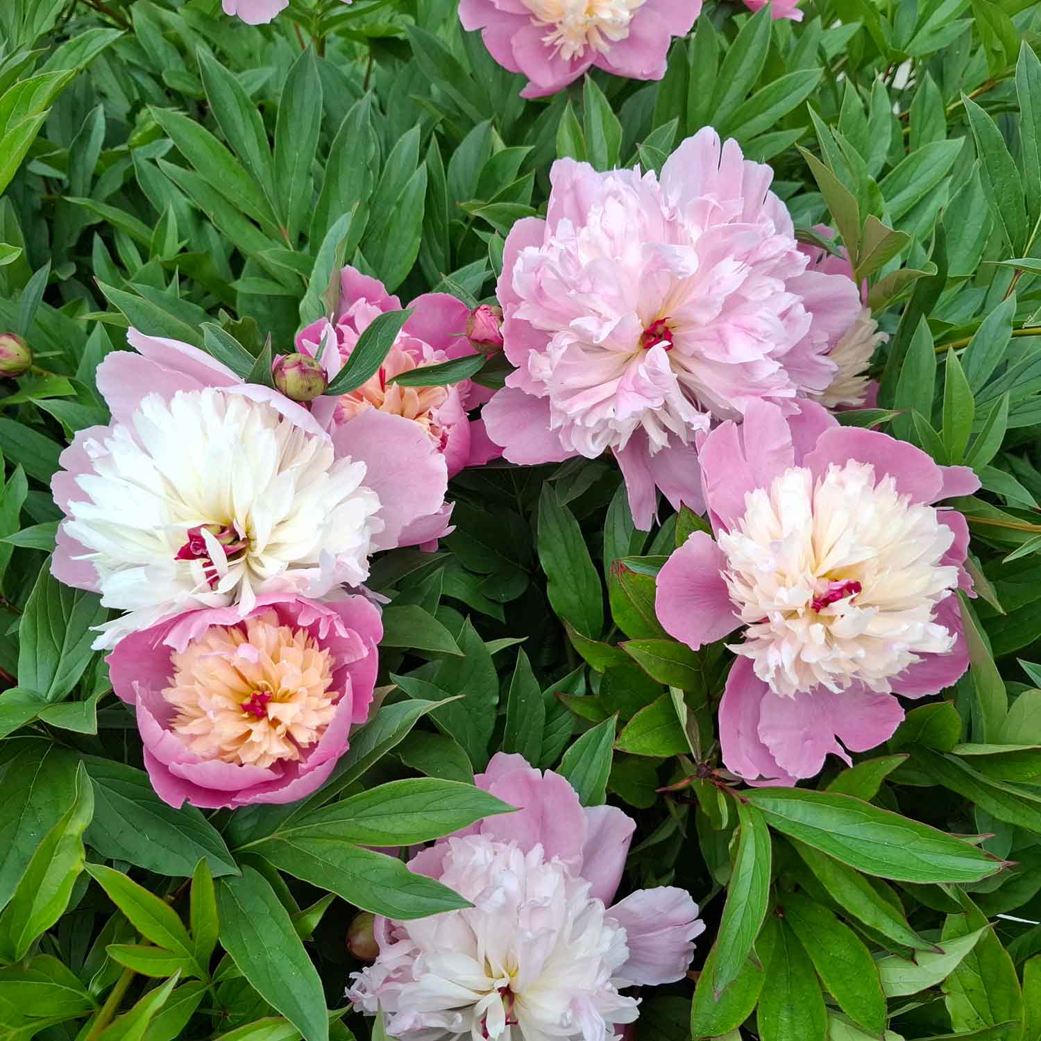 Silkepæon - Paeonia lactiflora 'Sorbet'