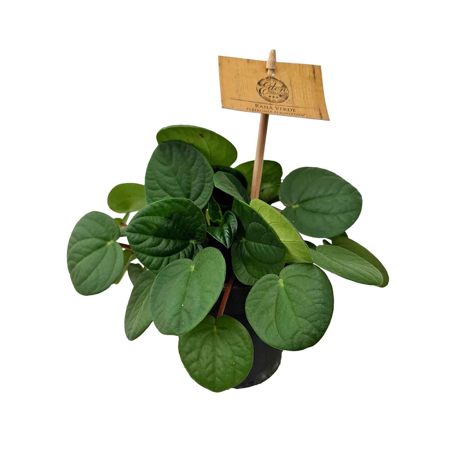 Peperomia albovittata 'Rana Verde' 10.5cm