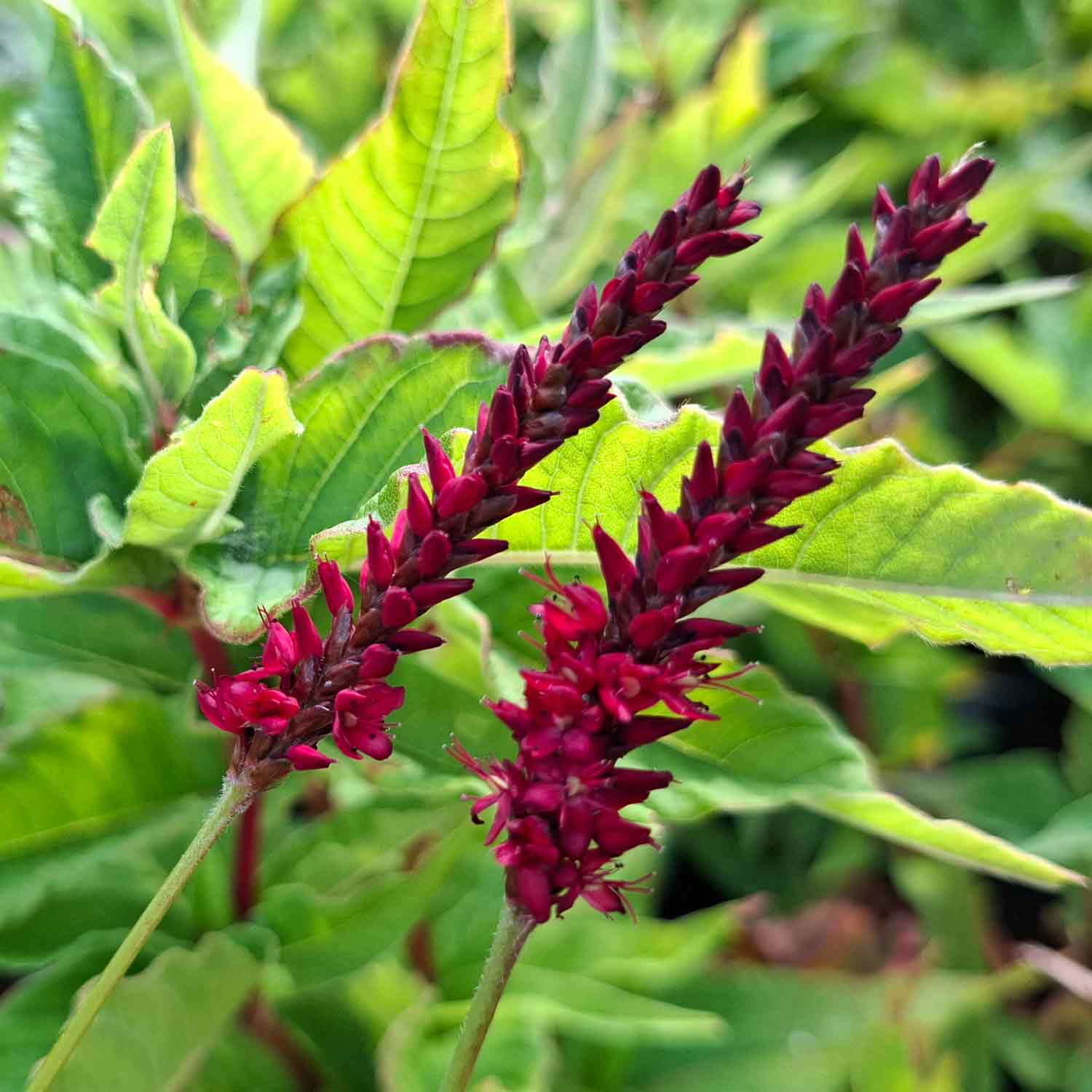 Persicaria a. 'Vesuvius' 9cm