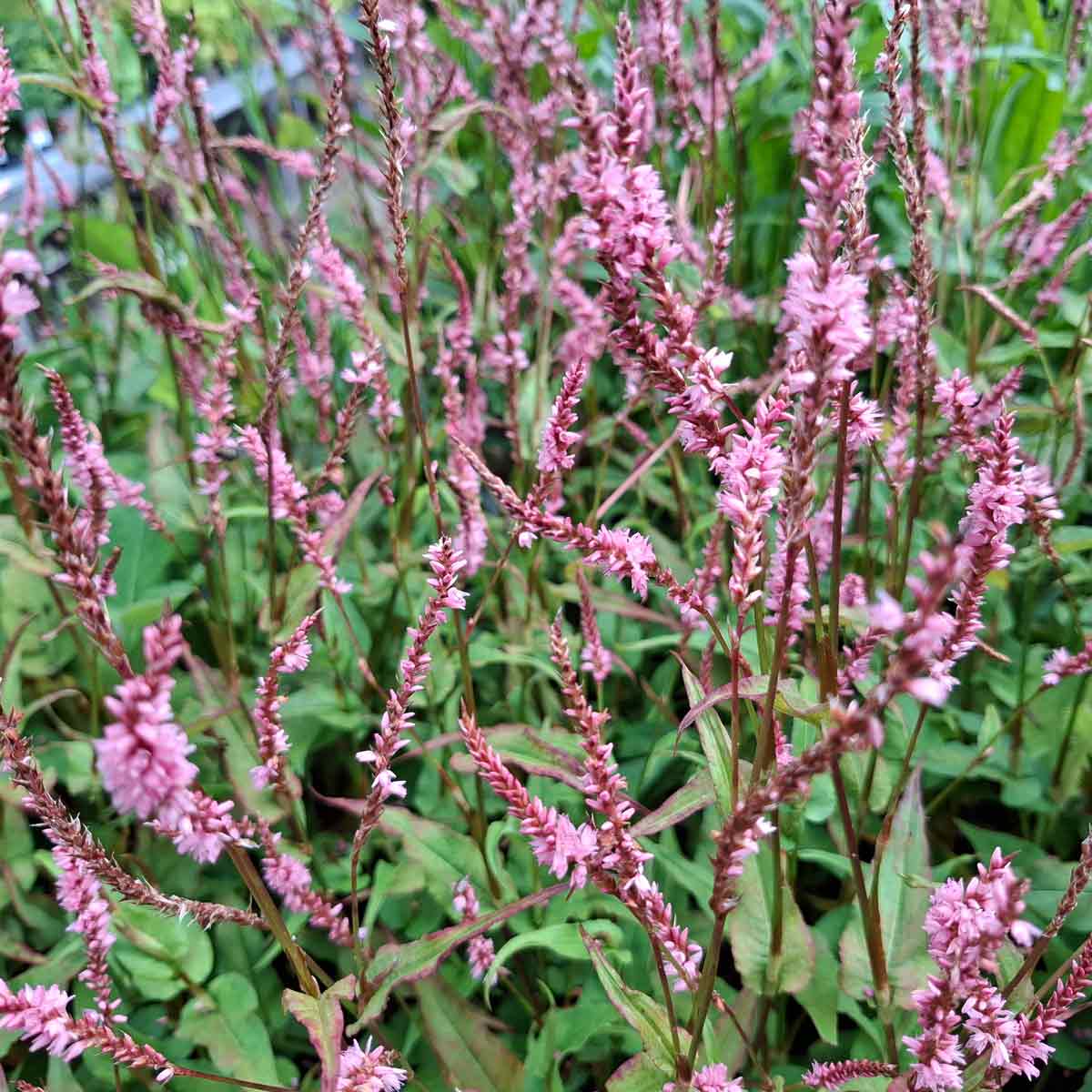 Persicaria amp. 'Pink Elephant'(R) 1L