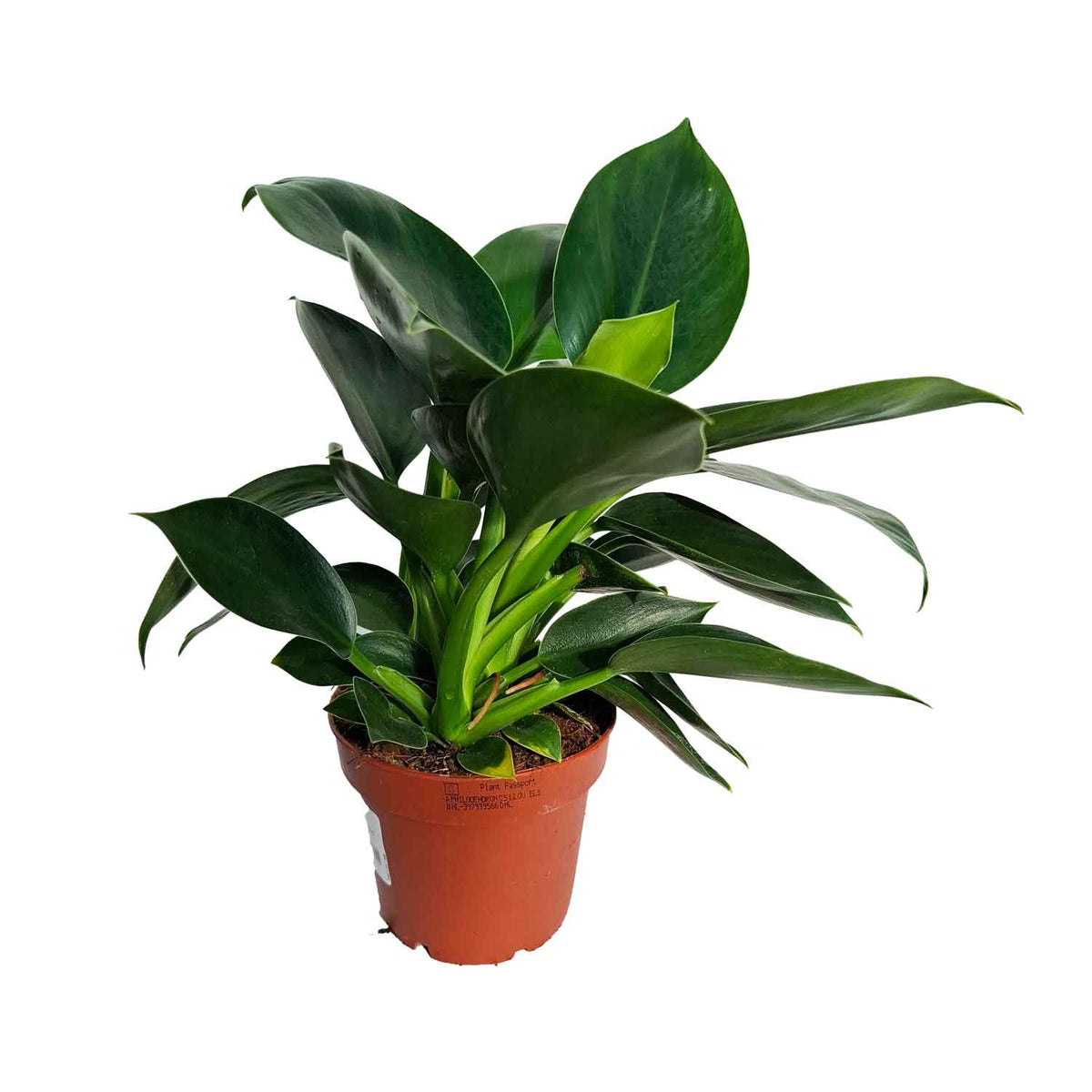 Philodendron 'Green Princess' 12cm