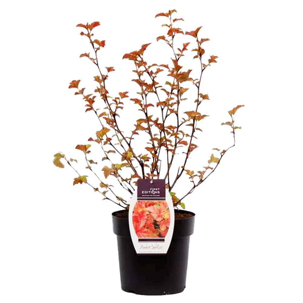 Physocarpus opulif. 'Amber Jubilee' ® C4,6 40-60 CM