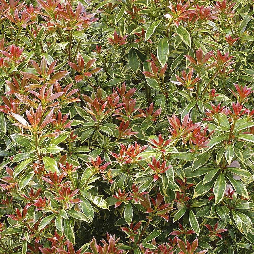 Pieris japonica 'Little Heath' C2,1
