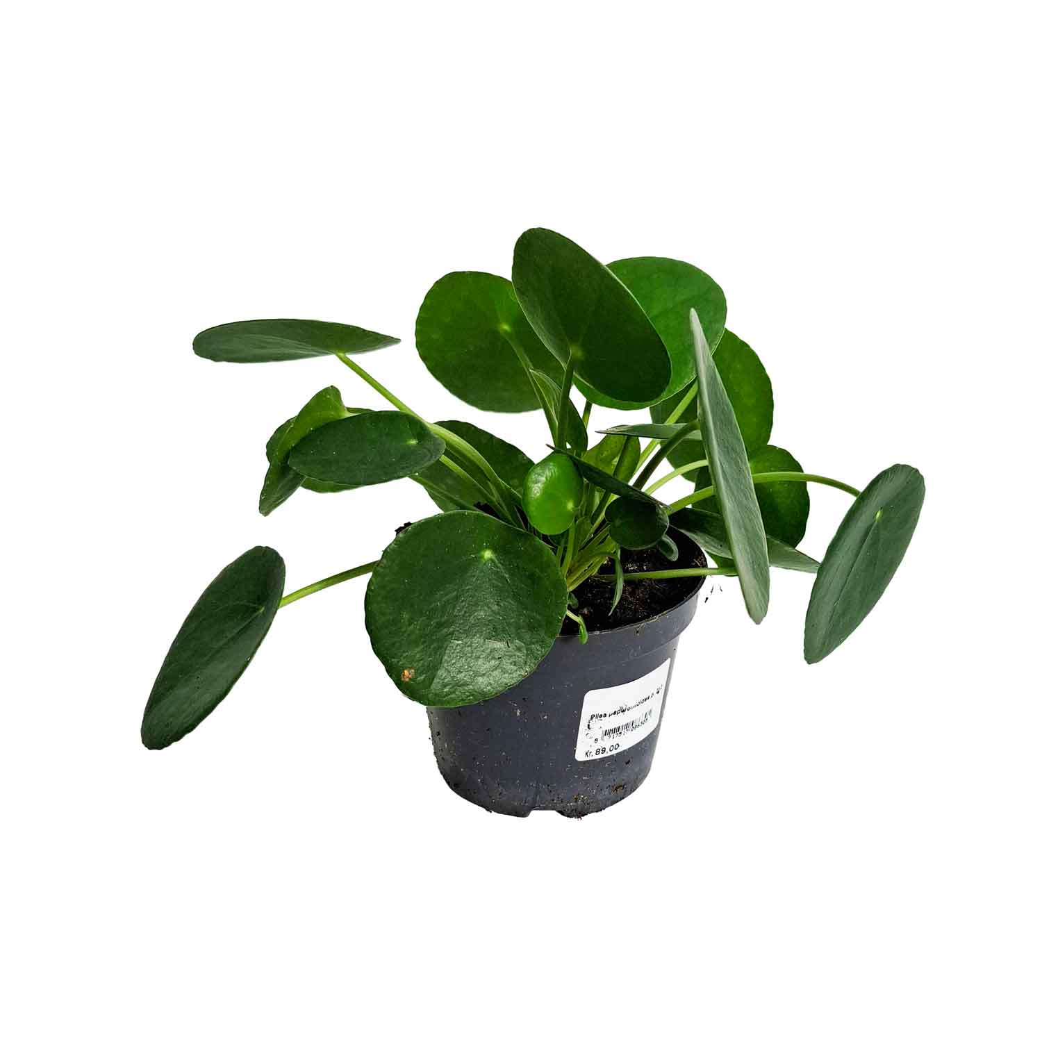 Pilea peperomioides 12cm