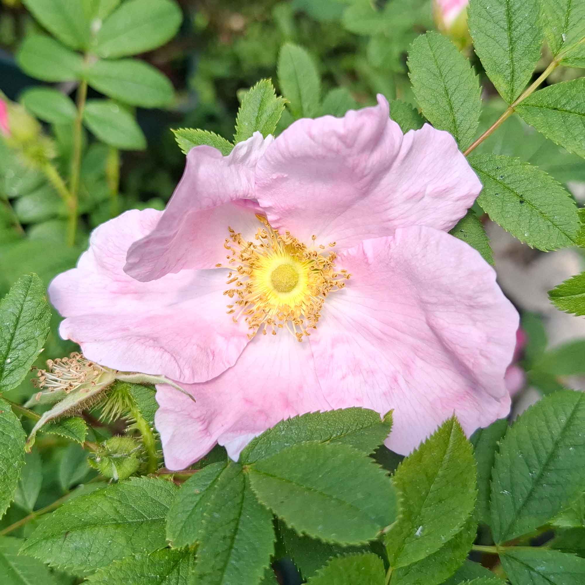 Igelkottsros - Kastanjros - Rosa roxburghii