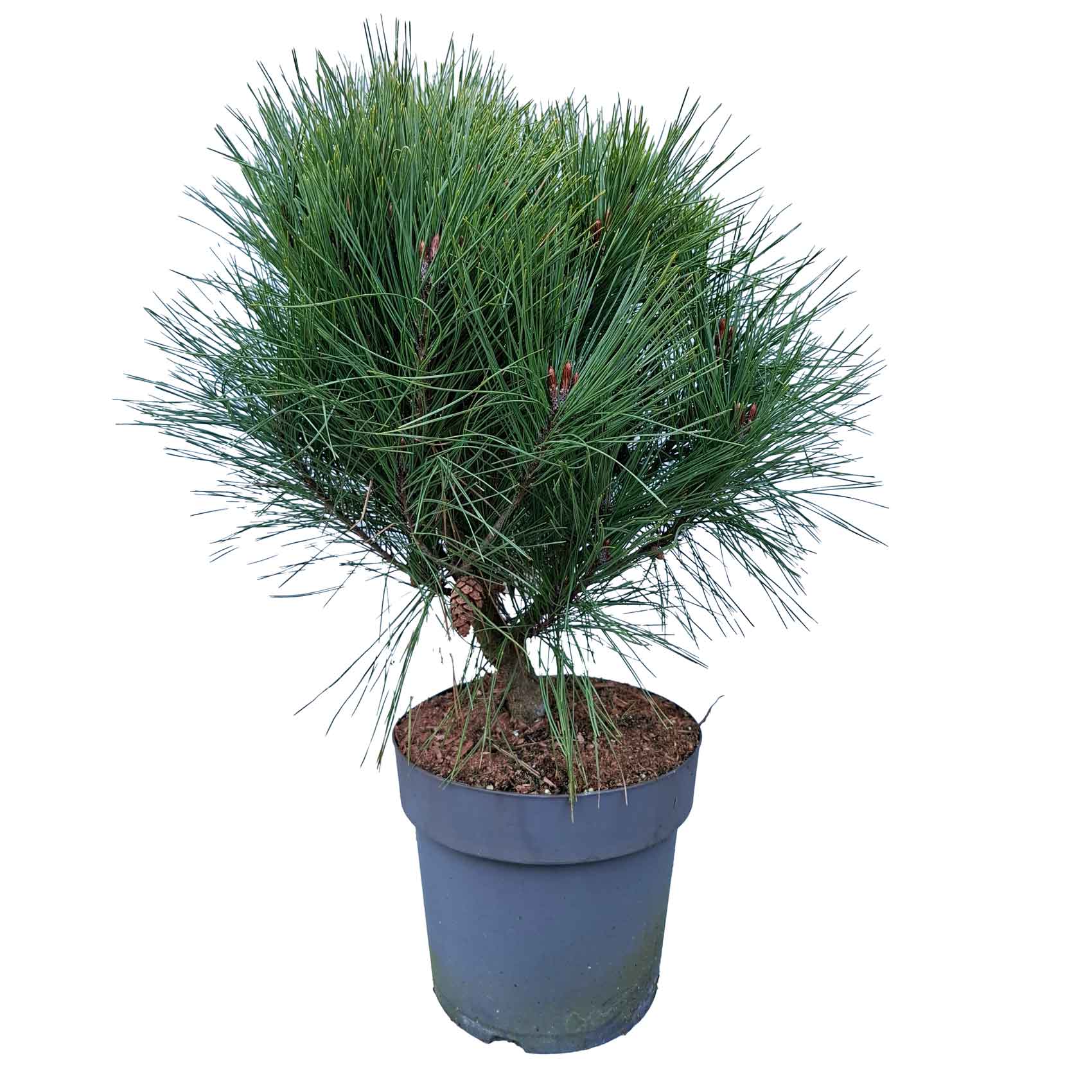 Pinus d. 'Umbraculifera' C7 30-40 CM