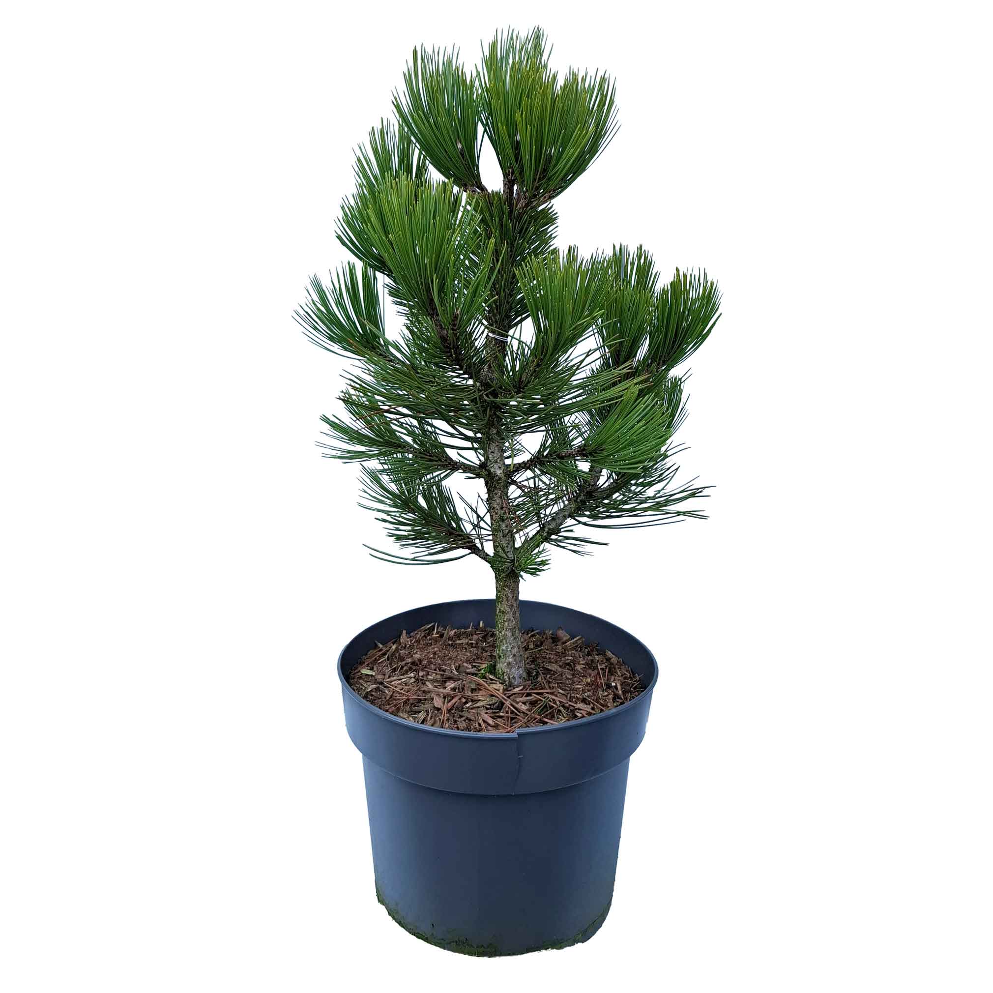 Pinus heldreichii 'Compact Gem' 40-50 C7.5