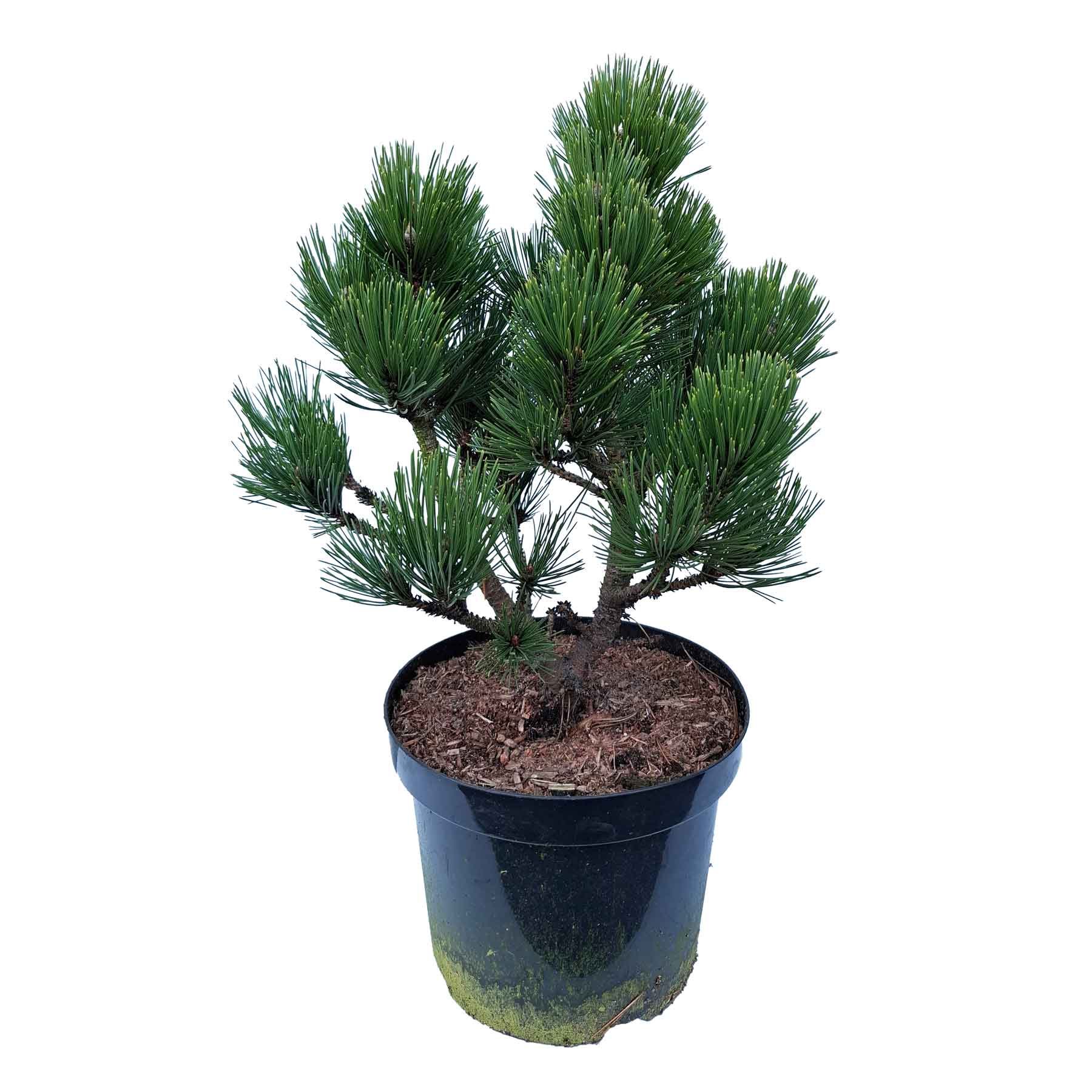 Pinus heldreichii 'Malinki' 30-40 C7.5