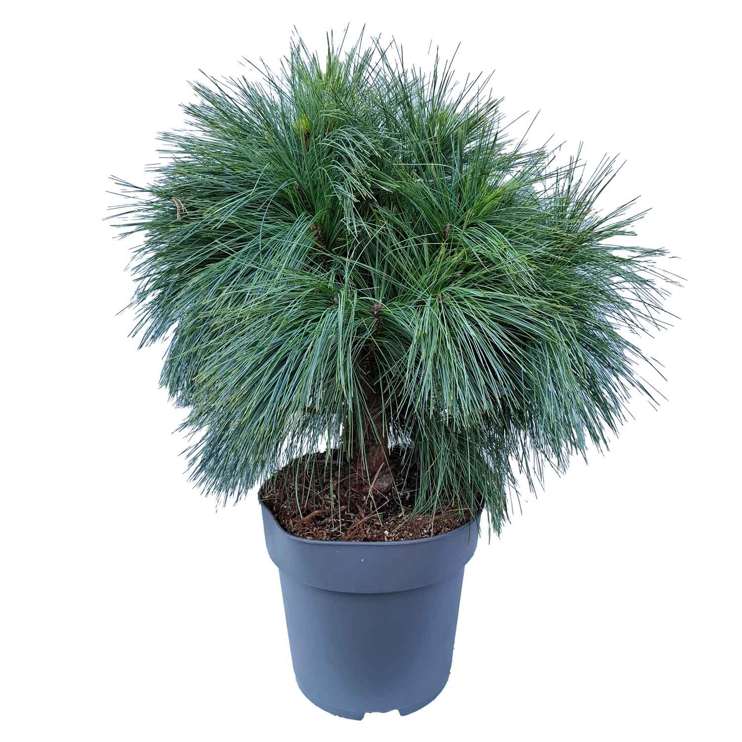 Pinus schwerinii 'Wiethorst' C7 30-40 CM