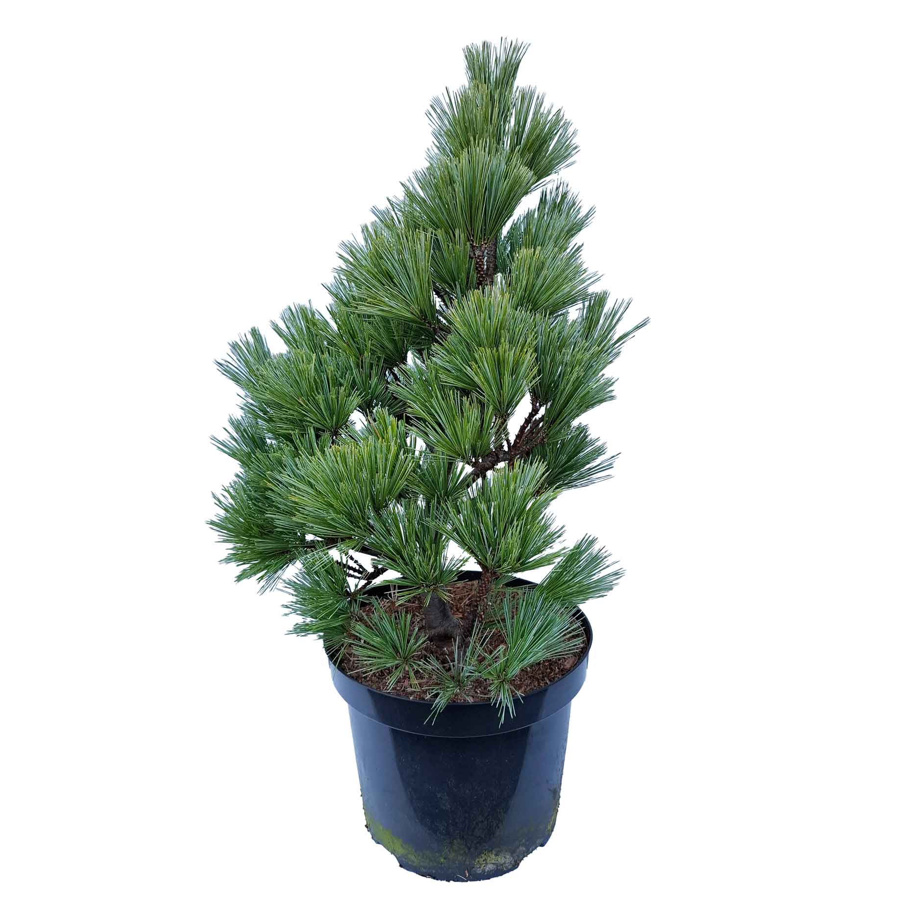 Pinus strobus 'Secrest' 40-60 C7.5