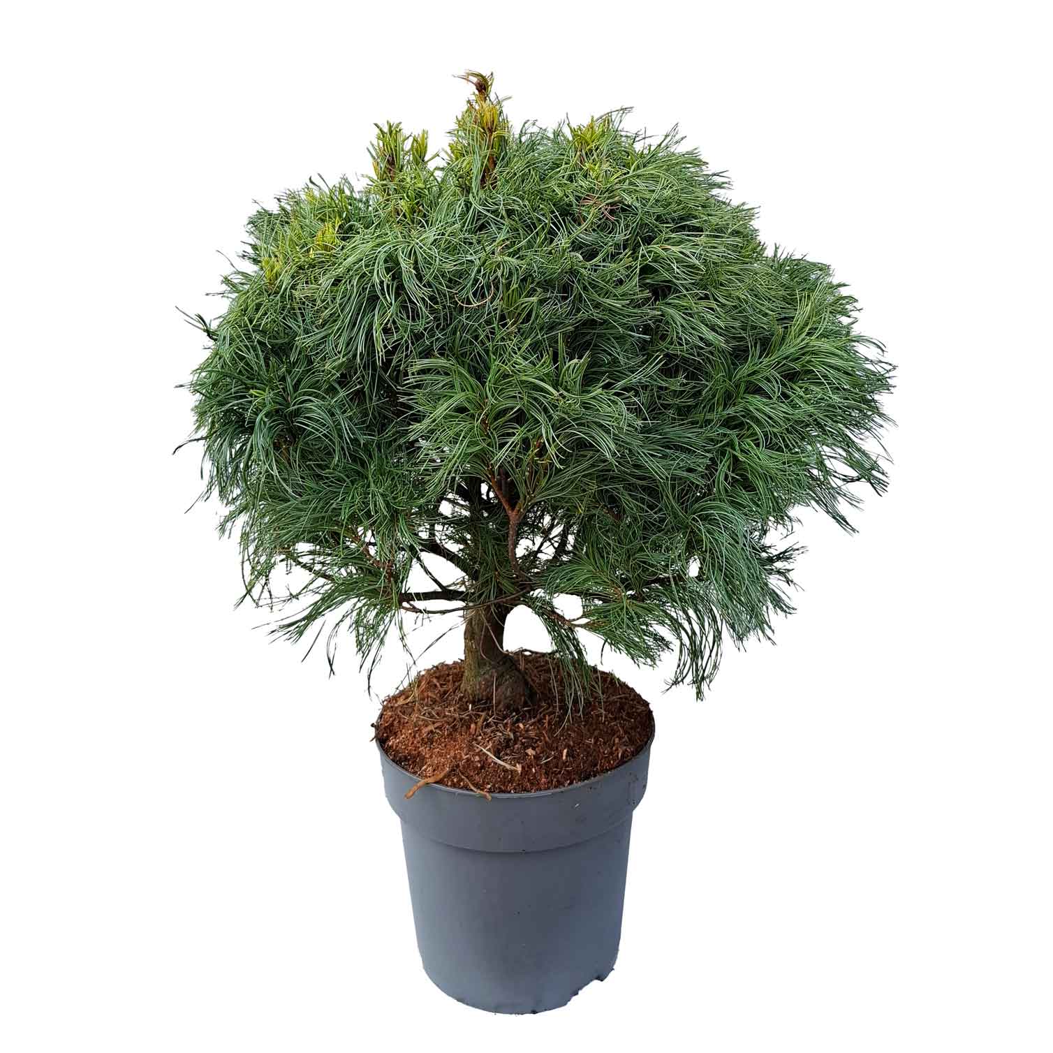 Pinus strobus 'Tiny Kurls' C7 30-40 CM