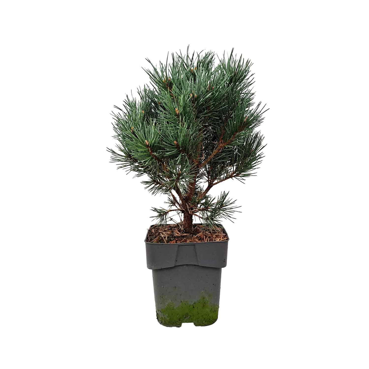 Pinus sylvestris 'Watereri' C3 30-35cm
