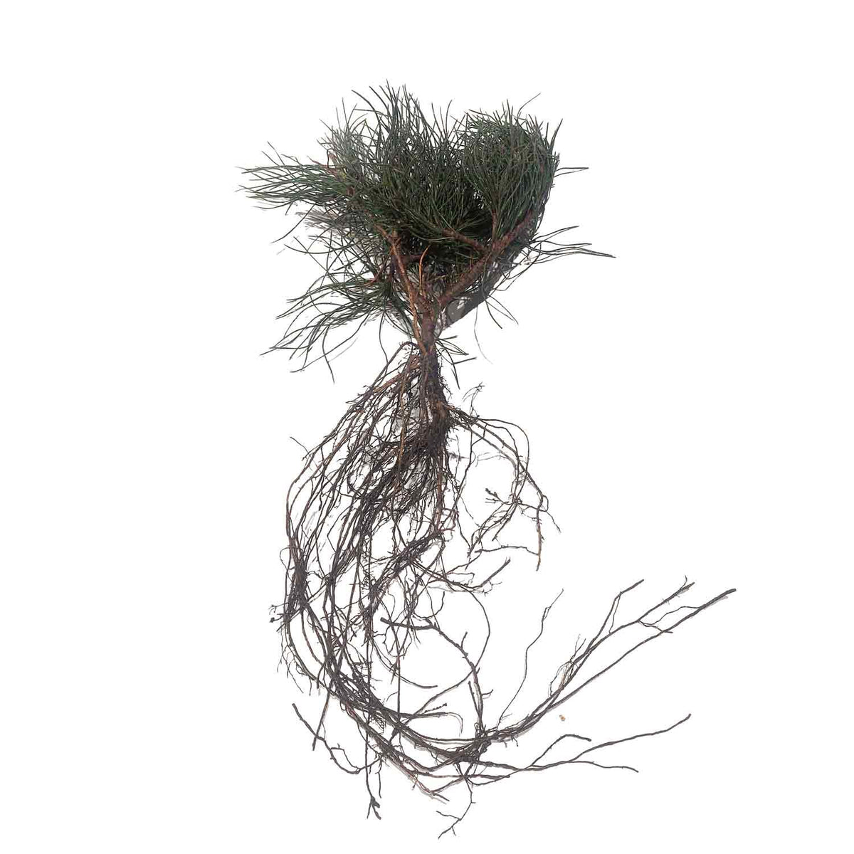 Bjergfyr - Pinus mugo 2/1s 12-25cm+