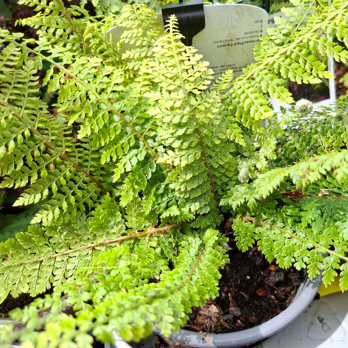 Polystichum set. 'Herrenhausen' 13 cm