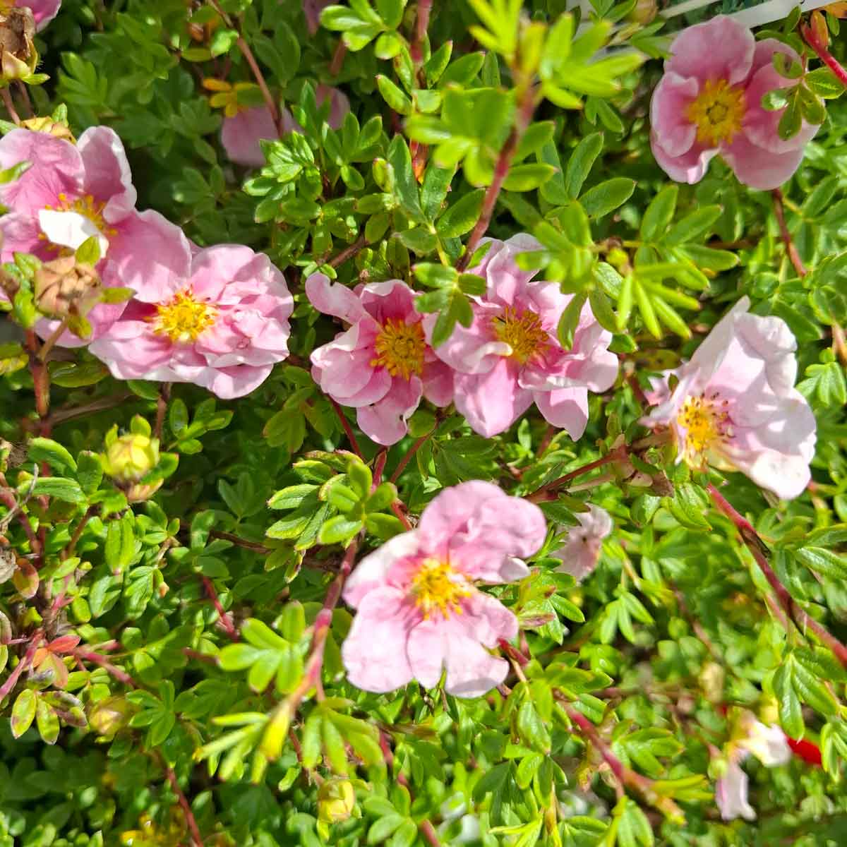 Potentilla frut. 'Pink Queen' 25/30 C3