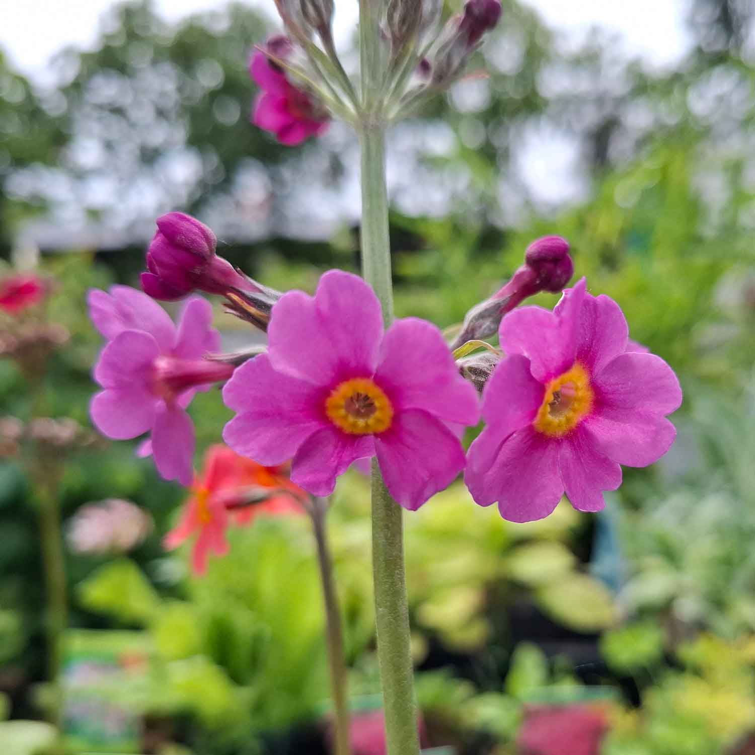 Primula bullesiana 11C